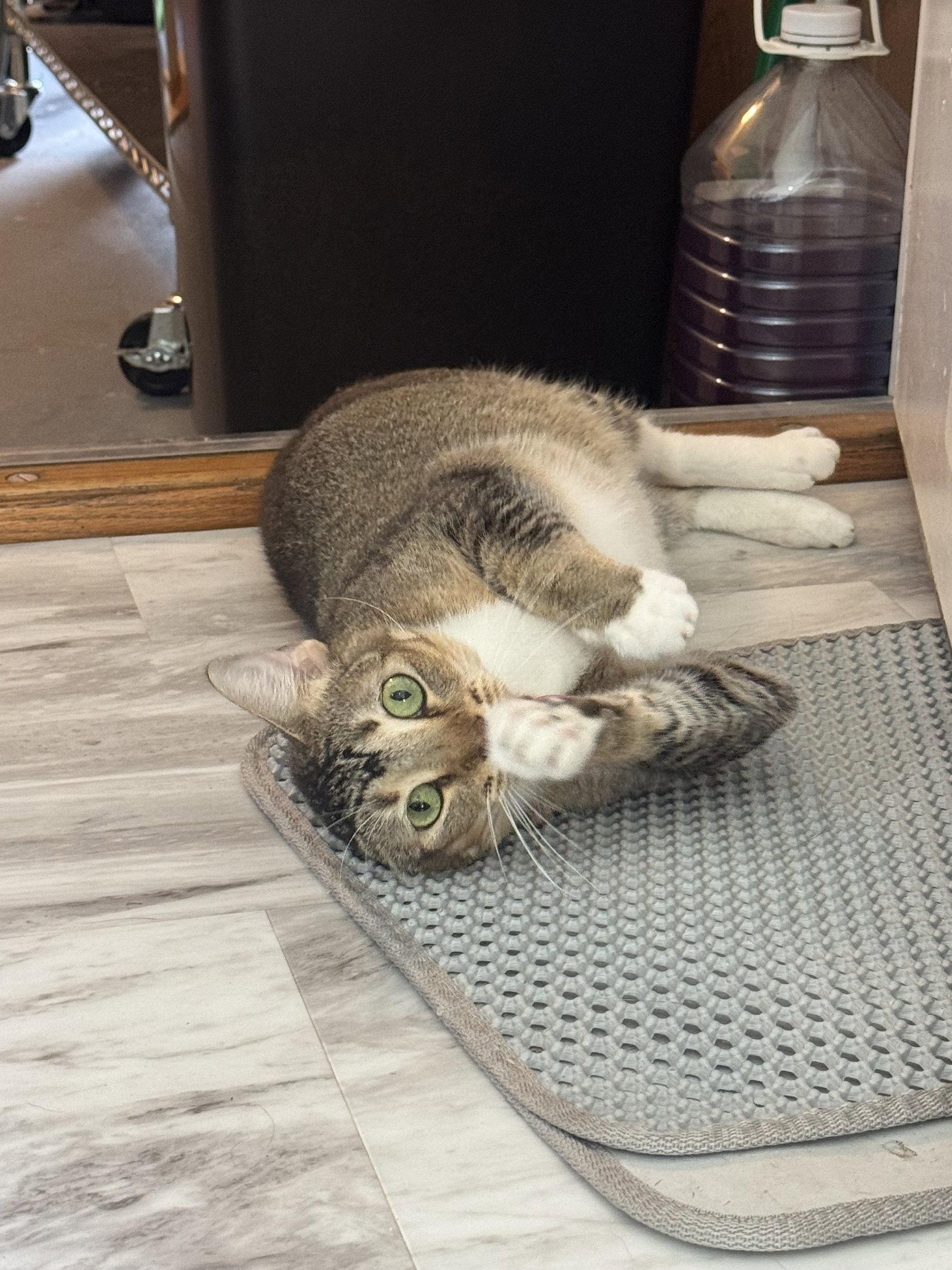 Enlarge KING ARTHUR, a Adoptable Tabby in Fenton, MO image 3/3