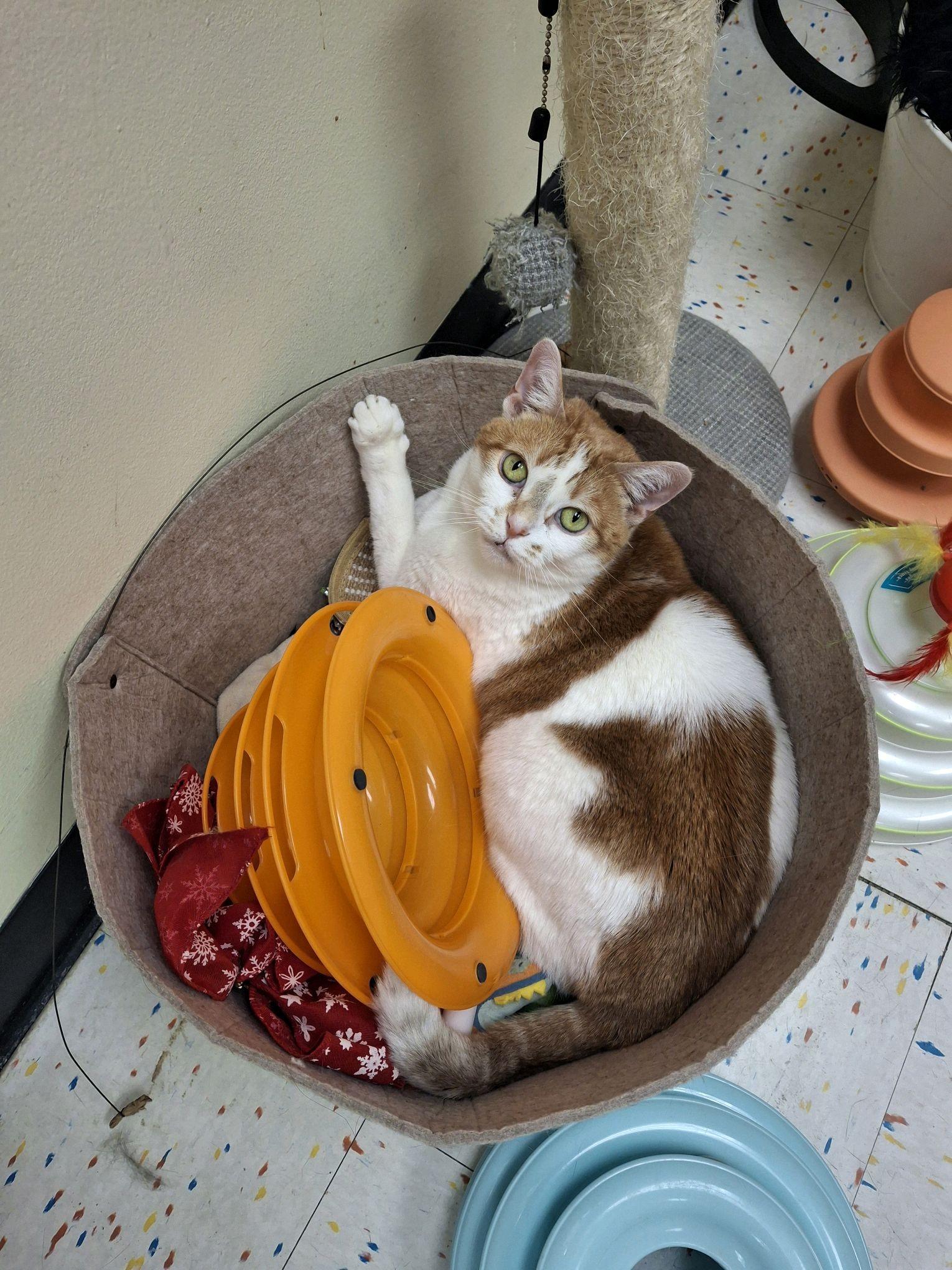 Miss Kitty, an adoptable Domestic Short Hair in Indianapolis, IN image 1/6