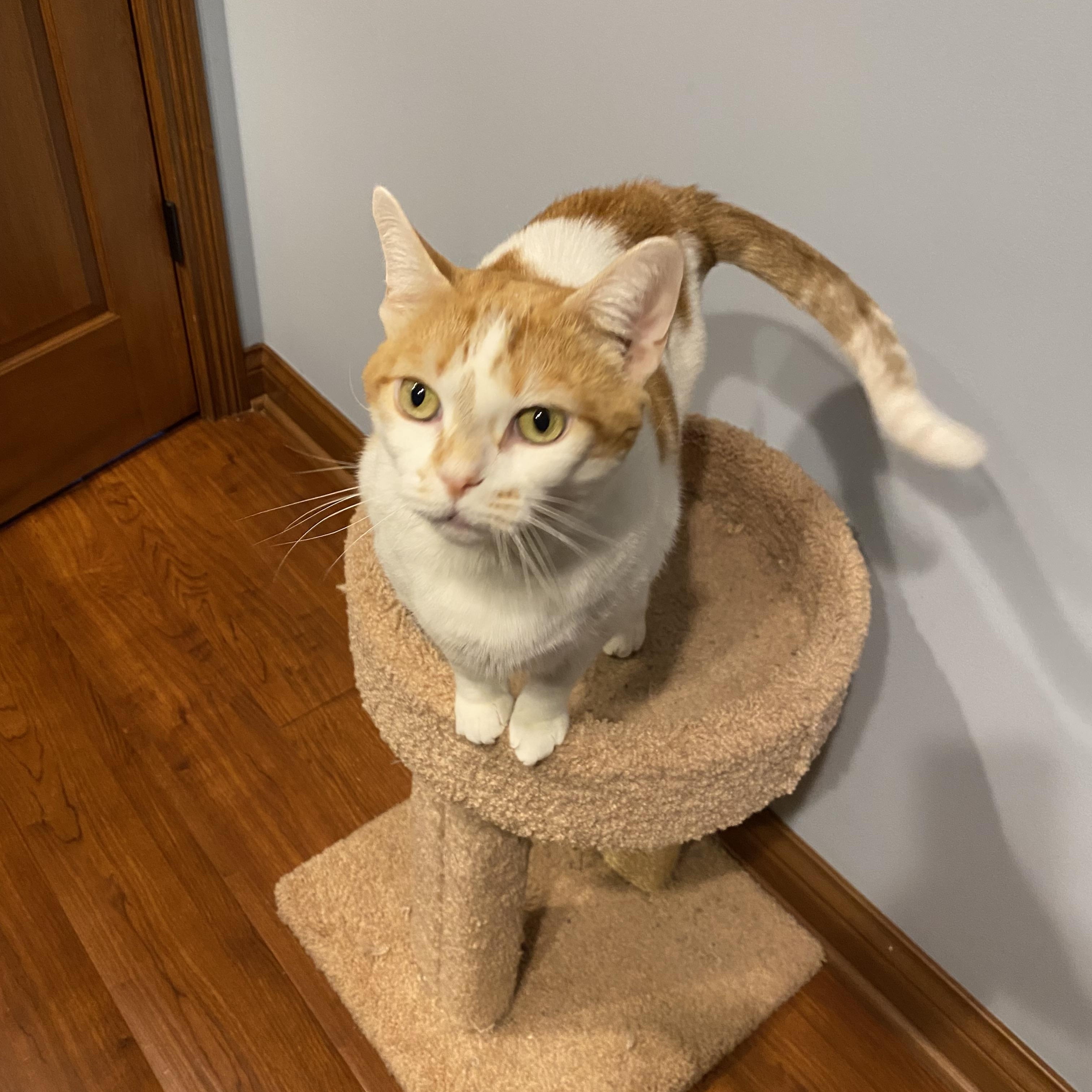 Miss Kitty, an adoptable Domestic Short Hair in Indianapolis, IN image 2/6