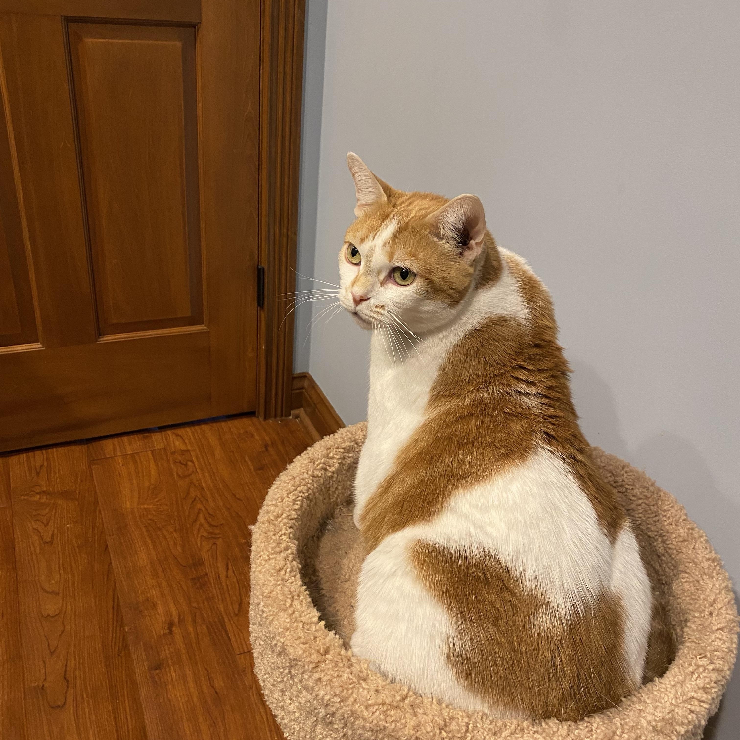 Miss Kitty, an adoptable Domestic Short Hair in Indianapolis, IN image 3/6