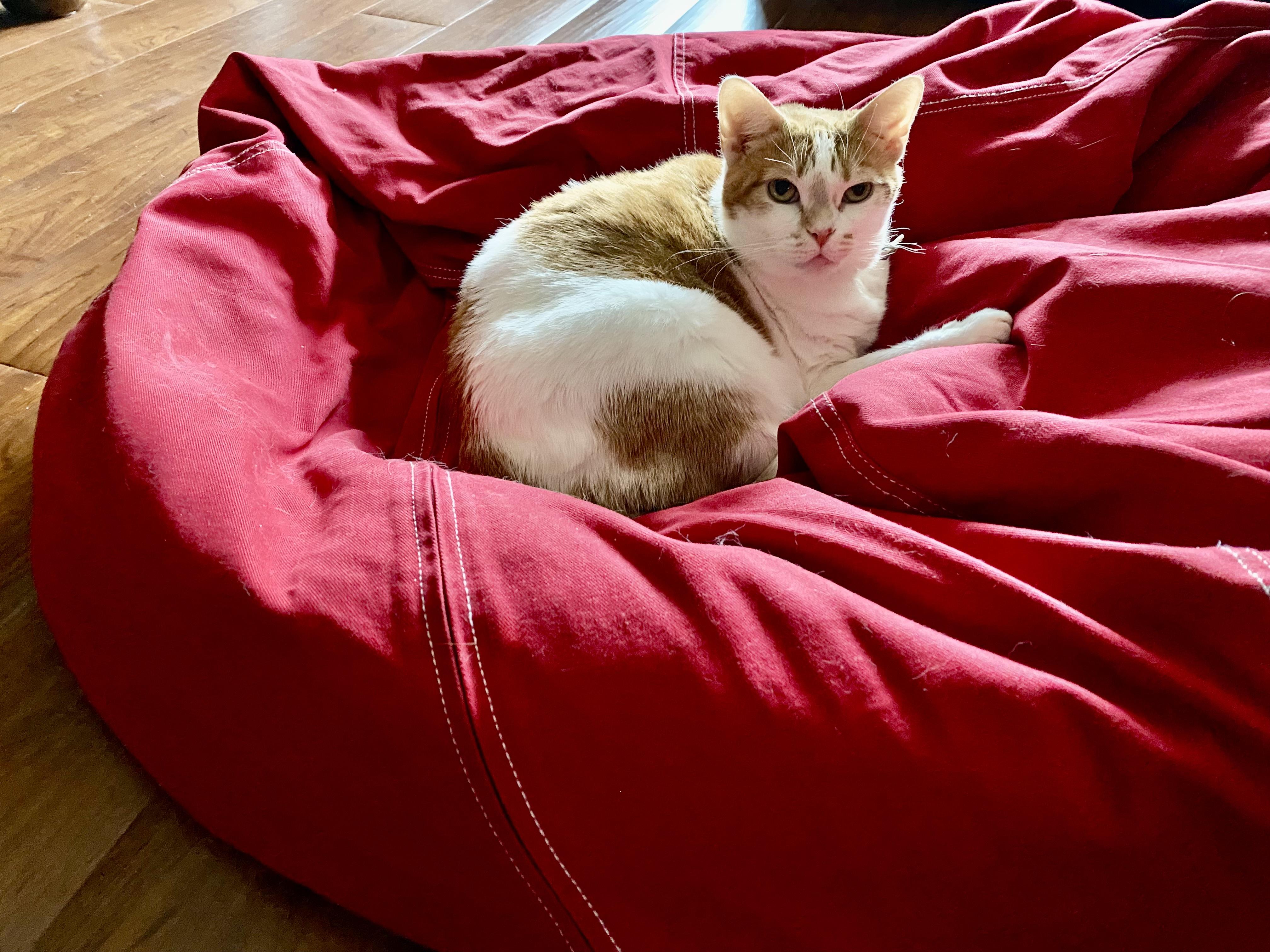 Miss Kitty, an adoptable Domestic Short Hair in Indianapolis, IN image 4/6