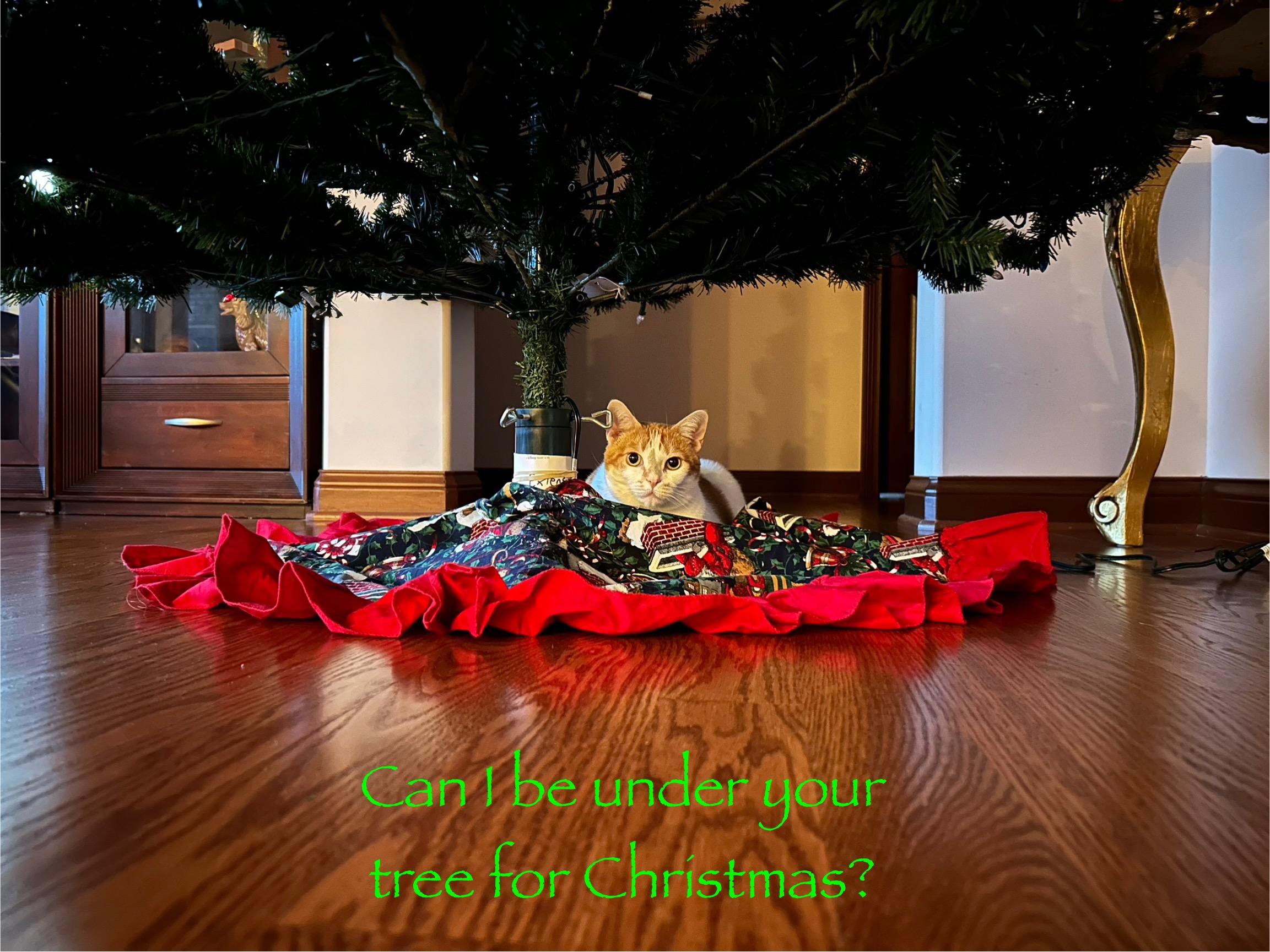 Miss Kitty, an adoptable Domestic Short Hair in Indianapolis, IN image 5/6