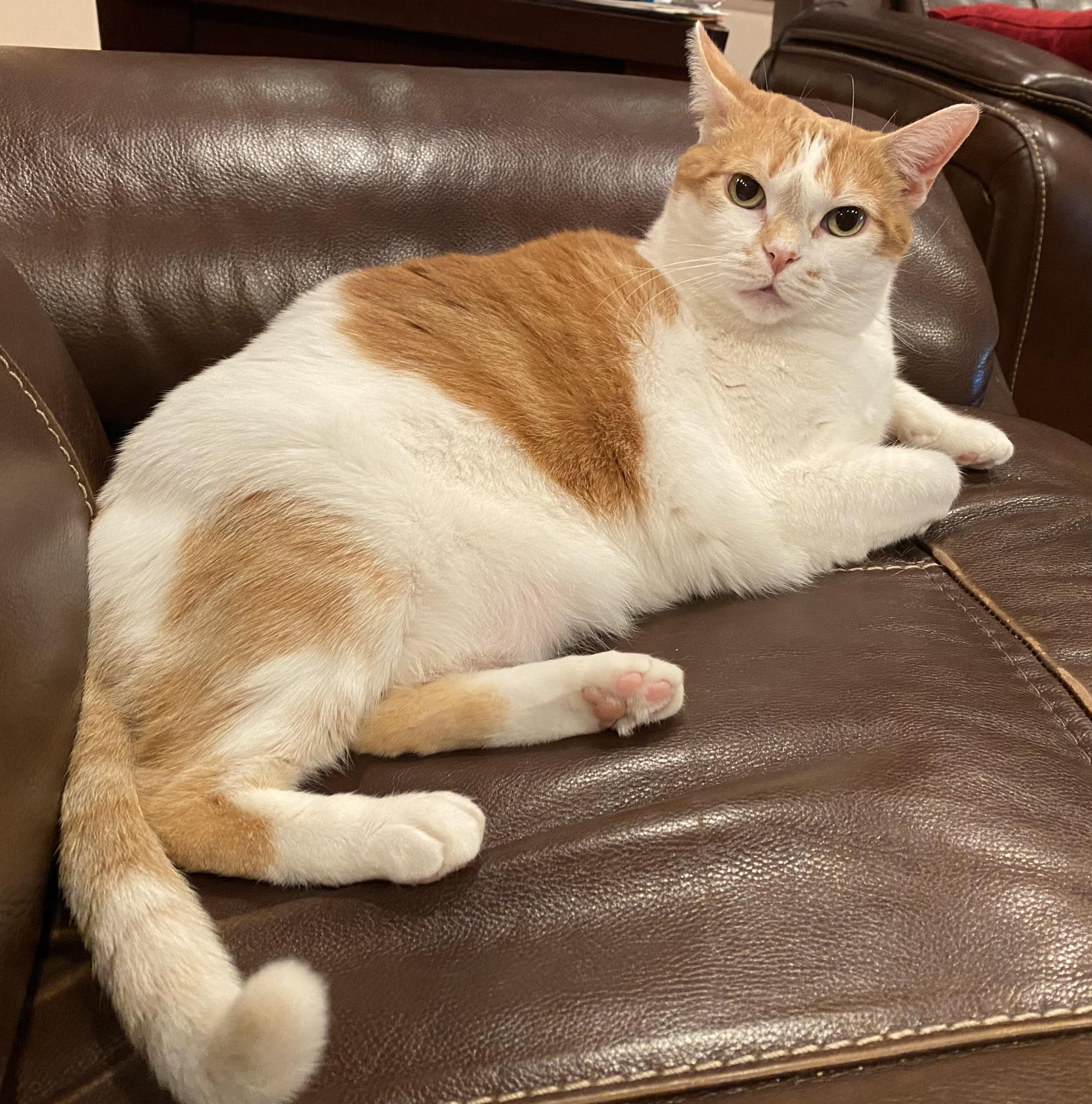 Miss Kitty, an adoptable Domestic Short Hair in Indianapolis, IN image 6/6