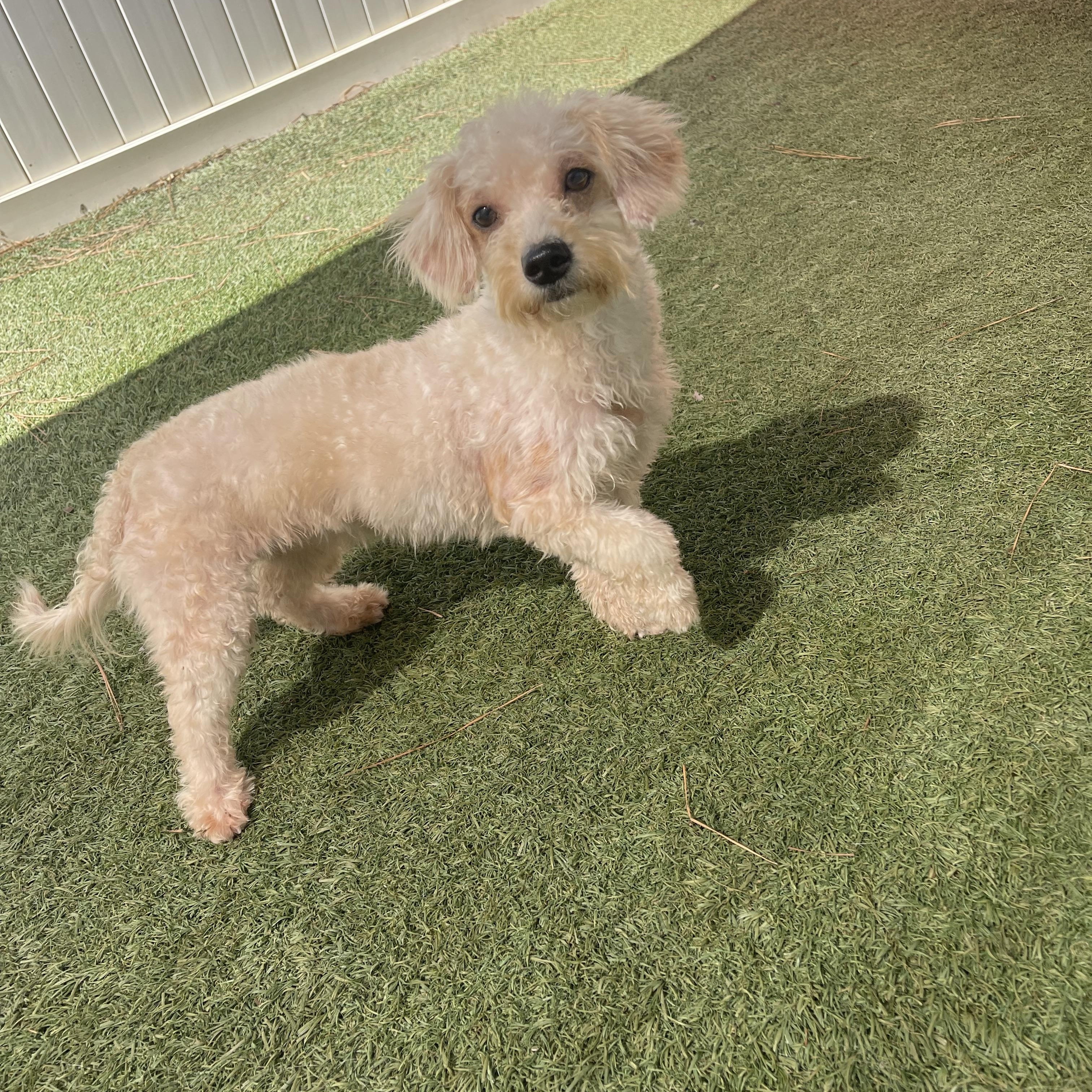 Enlarge Brass, a Adoption Pending mixed breed in Baton Rouge, LA image 4/5