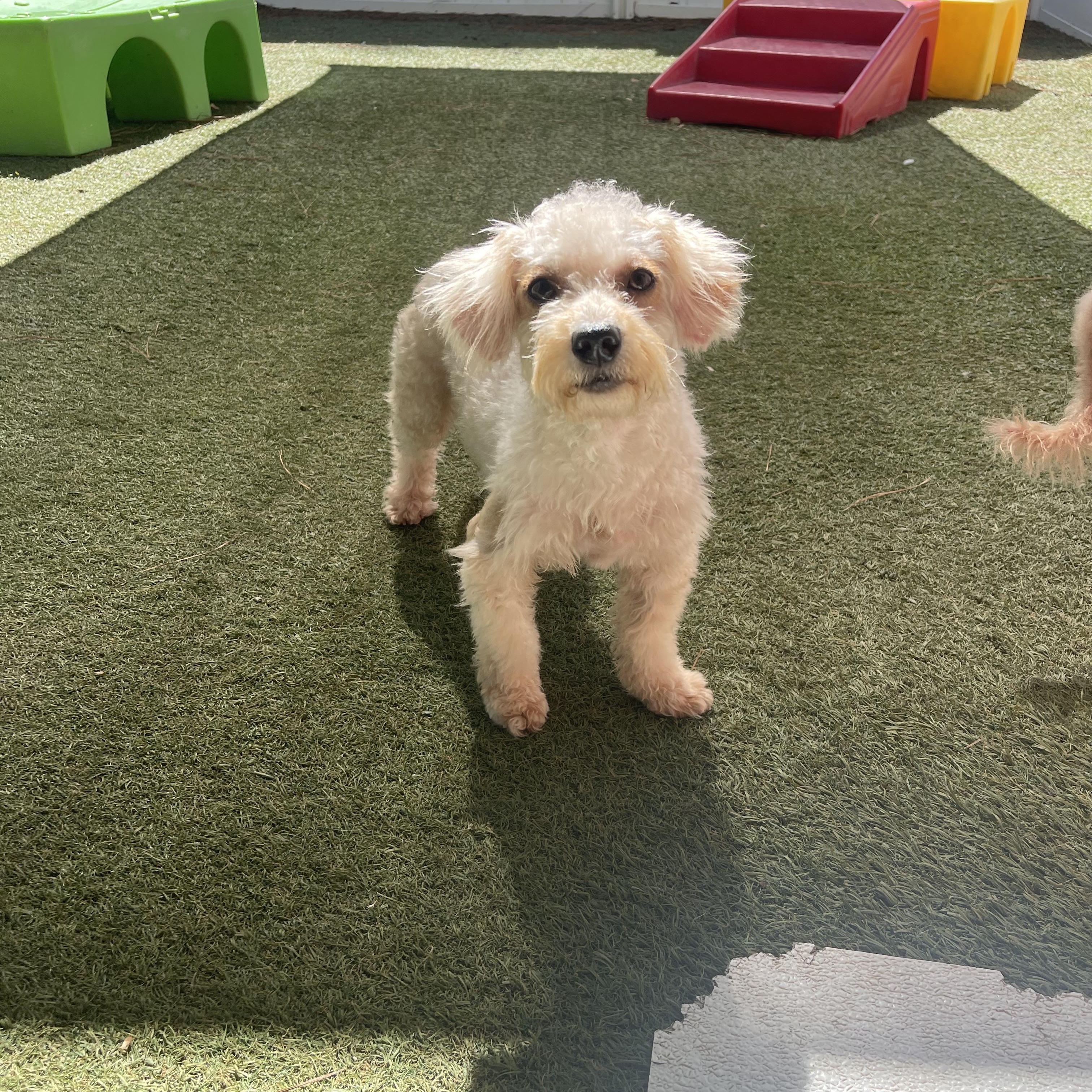 Brass, Adoptable, Adult Female Poodle (Toy).