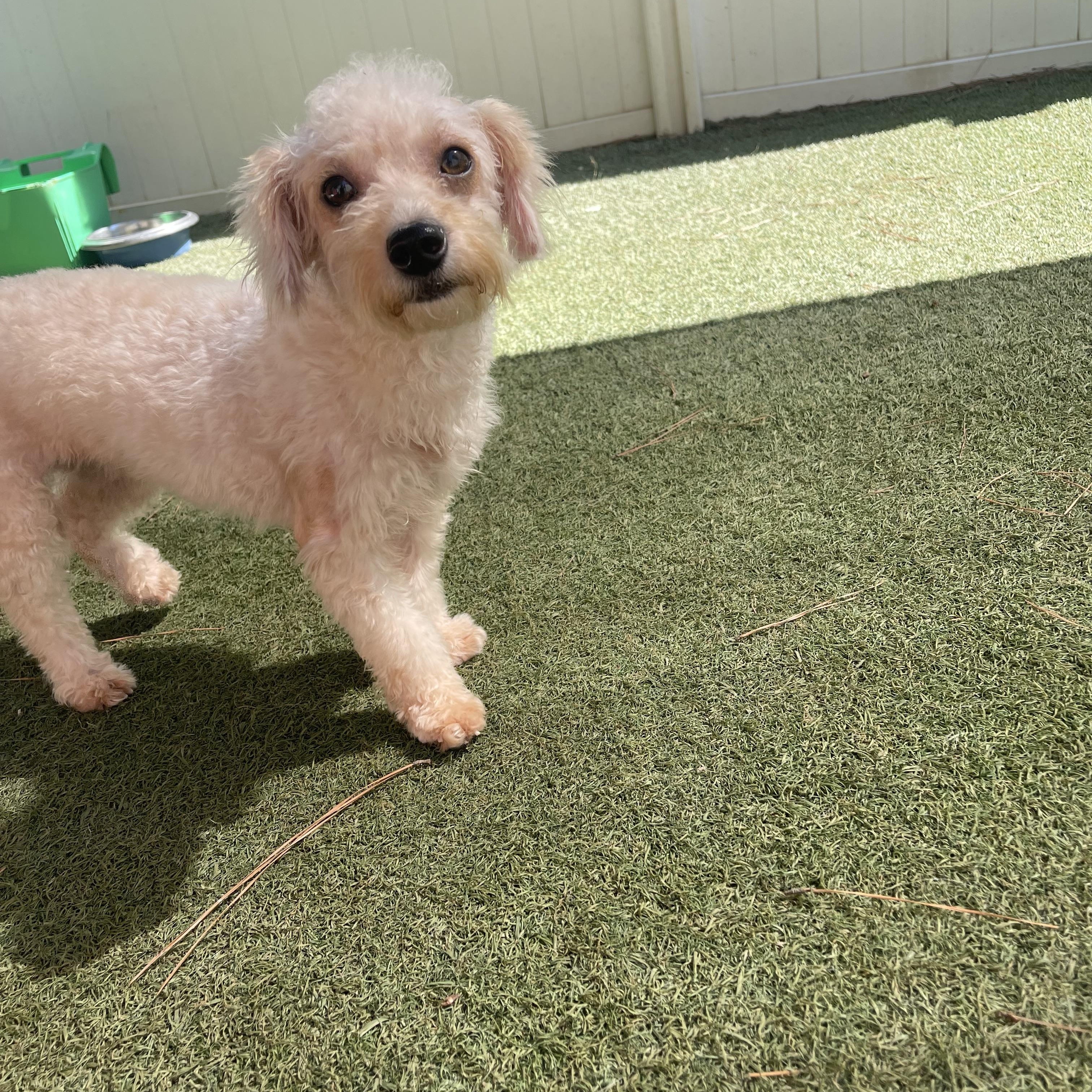 Enlarge Brass, a Adoption Pending mixed breed in Baton Rouge, LA image 2/5