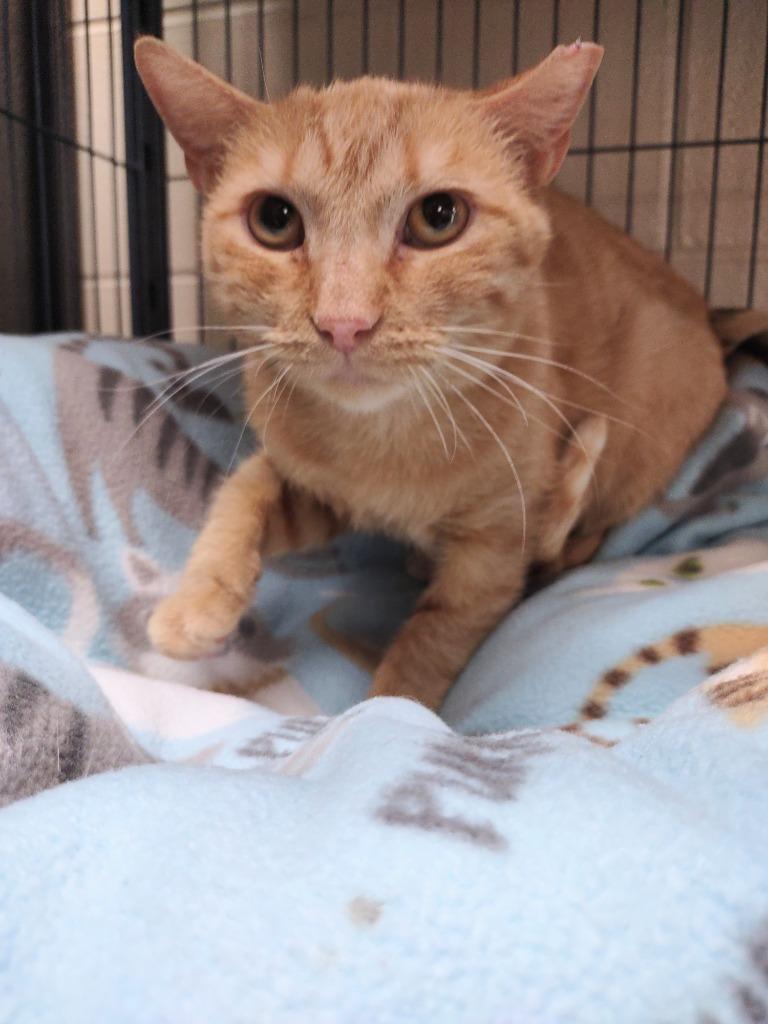 Golden Hour, Adoptable, Young Female Domestic Short Hair.