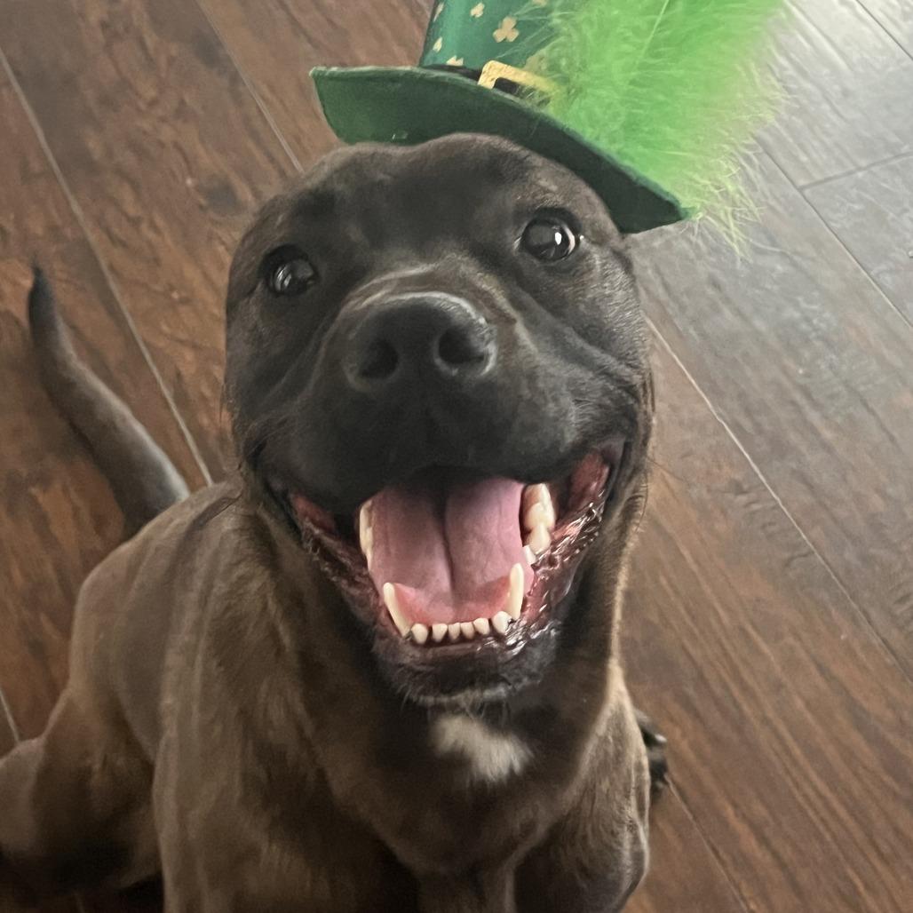 Penny, a Adoptable mixed breed in Colorado Springs, CO image 1/6