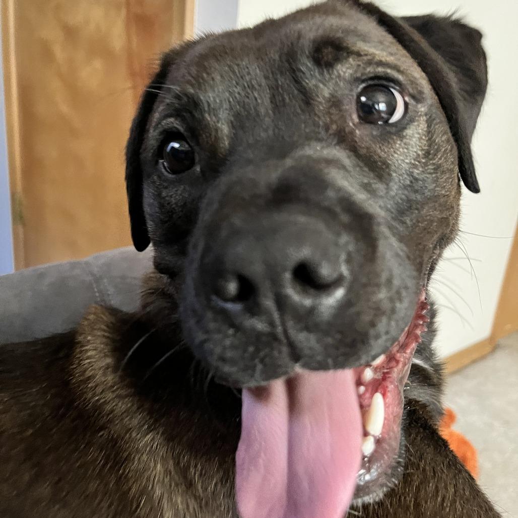 Penny, Adoptable, Young Female Boxer & Labrador Retriever.