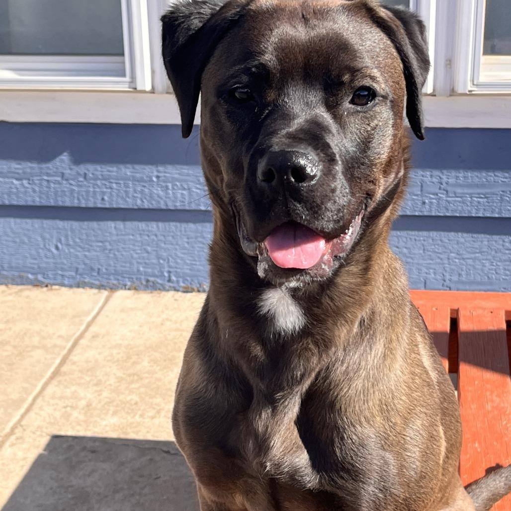 Penny, a Adoptable mixed breed in Colorado Springs, CO image 3/6