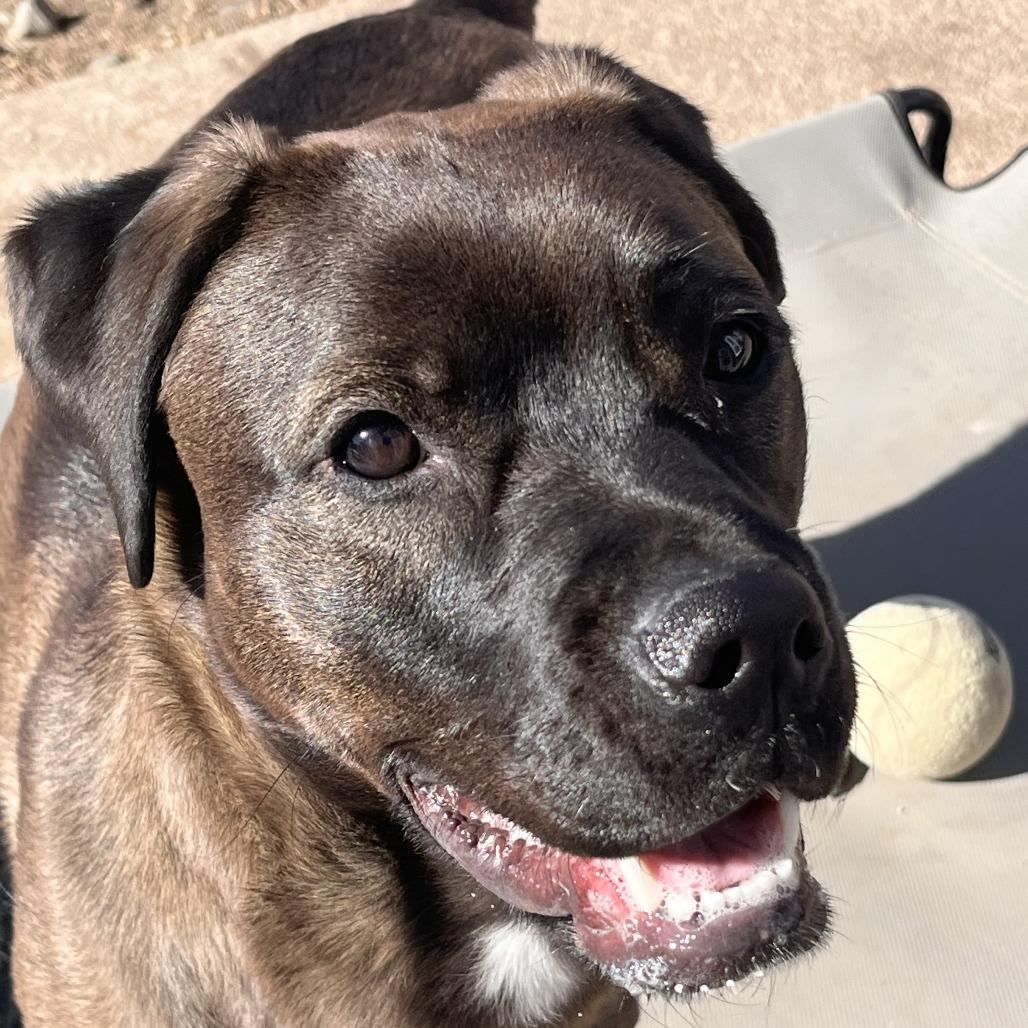 Penny, a Adoptable mixed breed in Colorado Springs, CO image 4/6