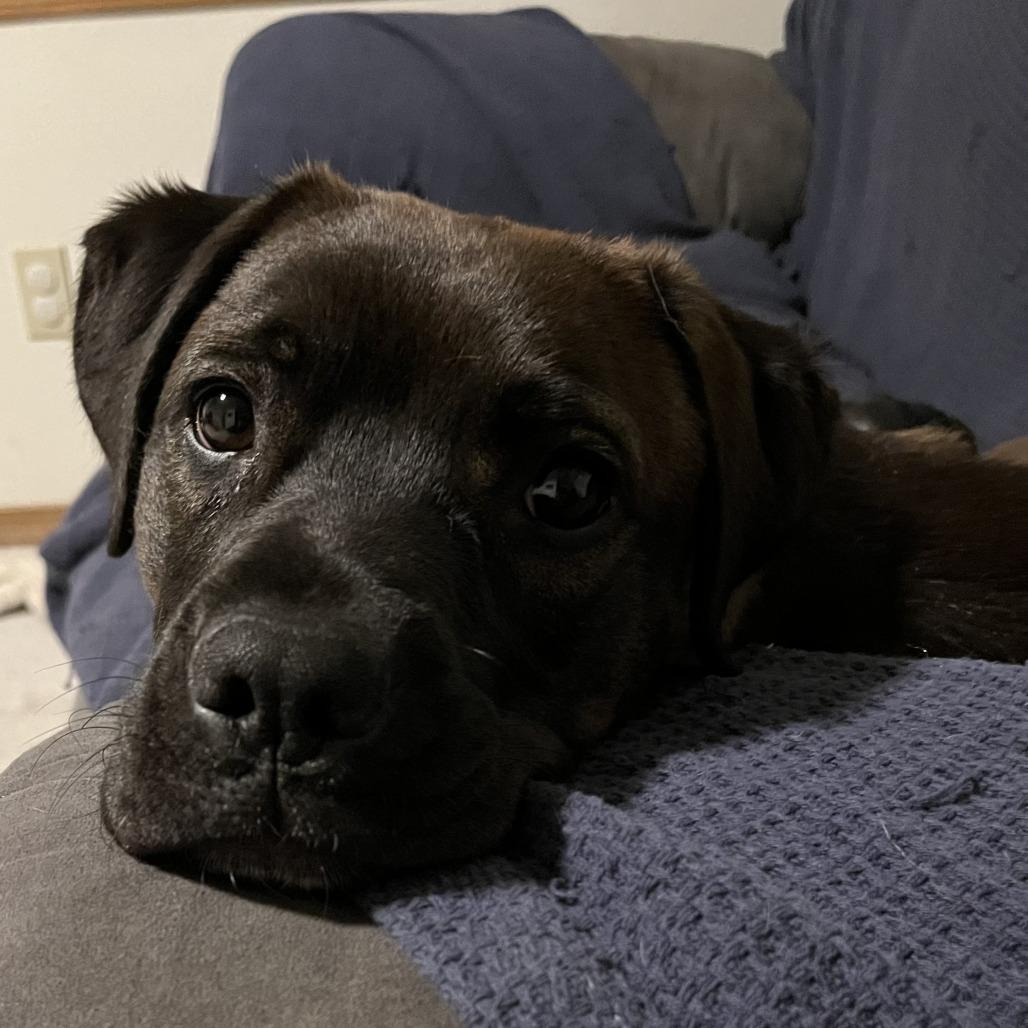 Enlarge Penny, a Adoptable mixed breed in Colorado Springs, CO image 2/5