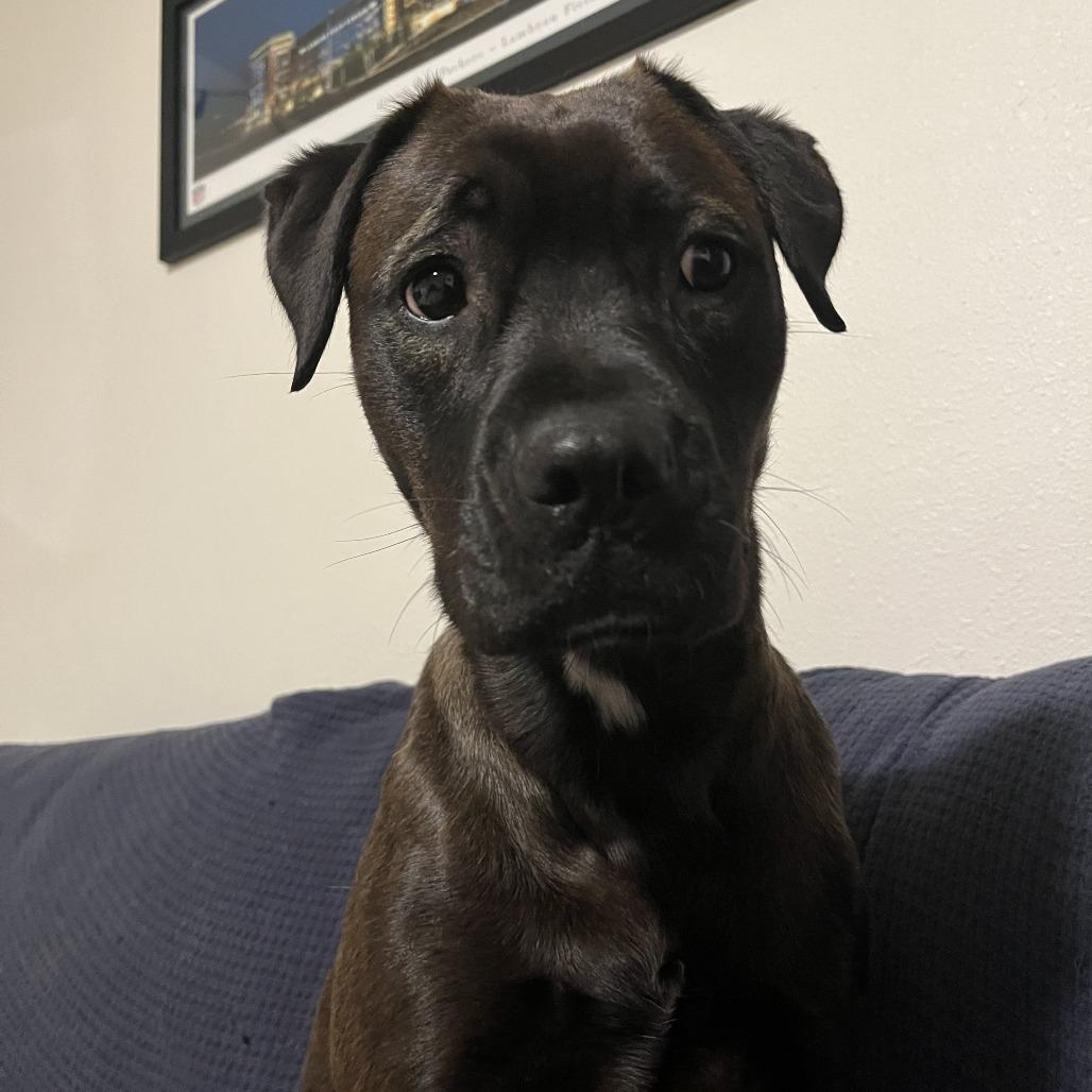 Enlarge Penny, a Adoptable mixed breed in Colorado Springs, CO image 3/5