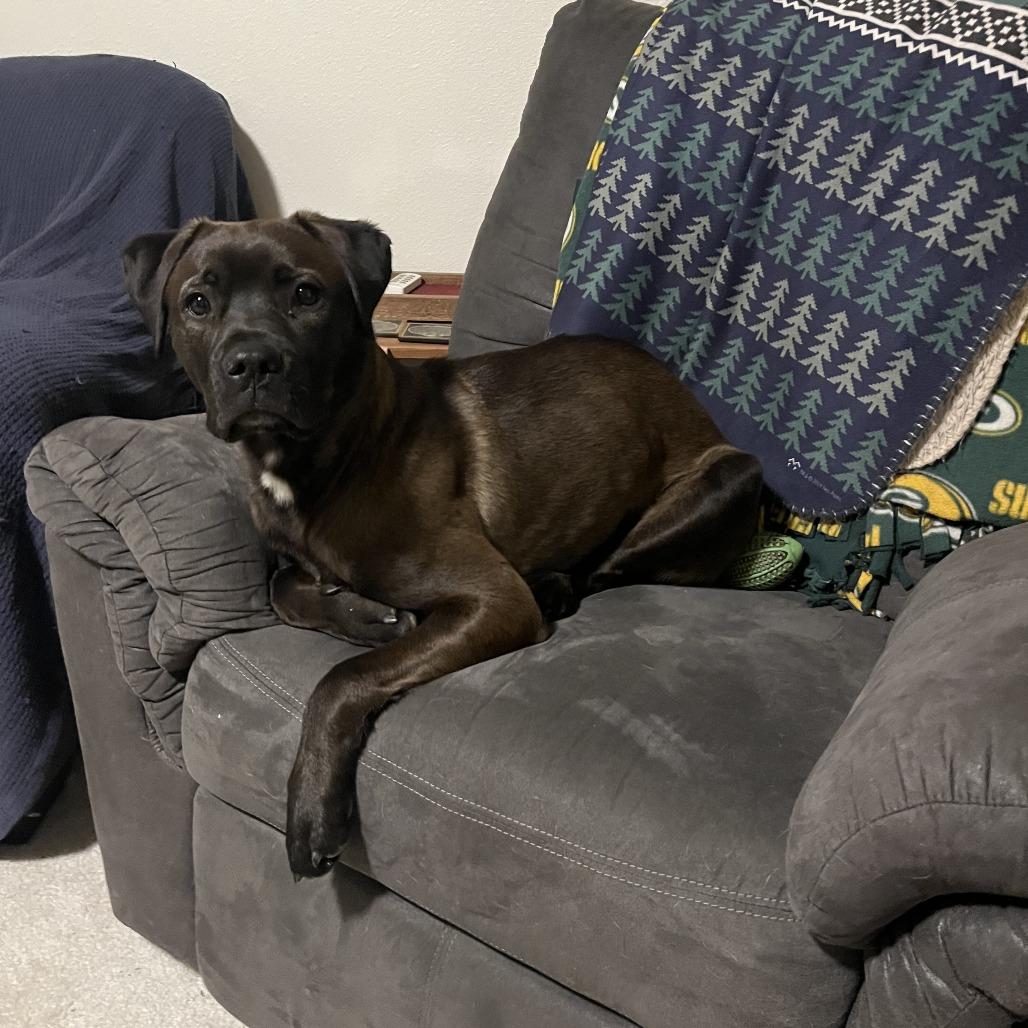 Enlarge Penny, a Adoptable mixed breed in Colorado Springs, CO image 4/5