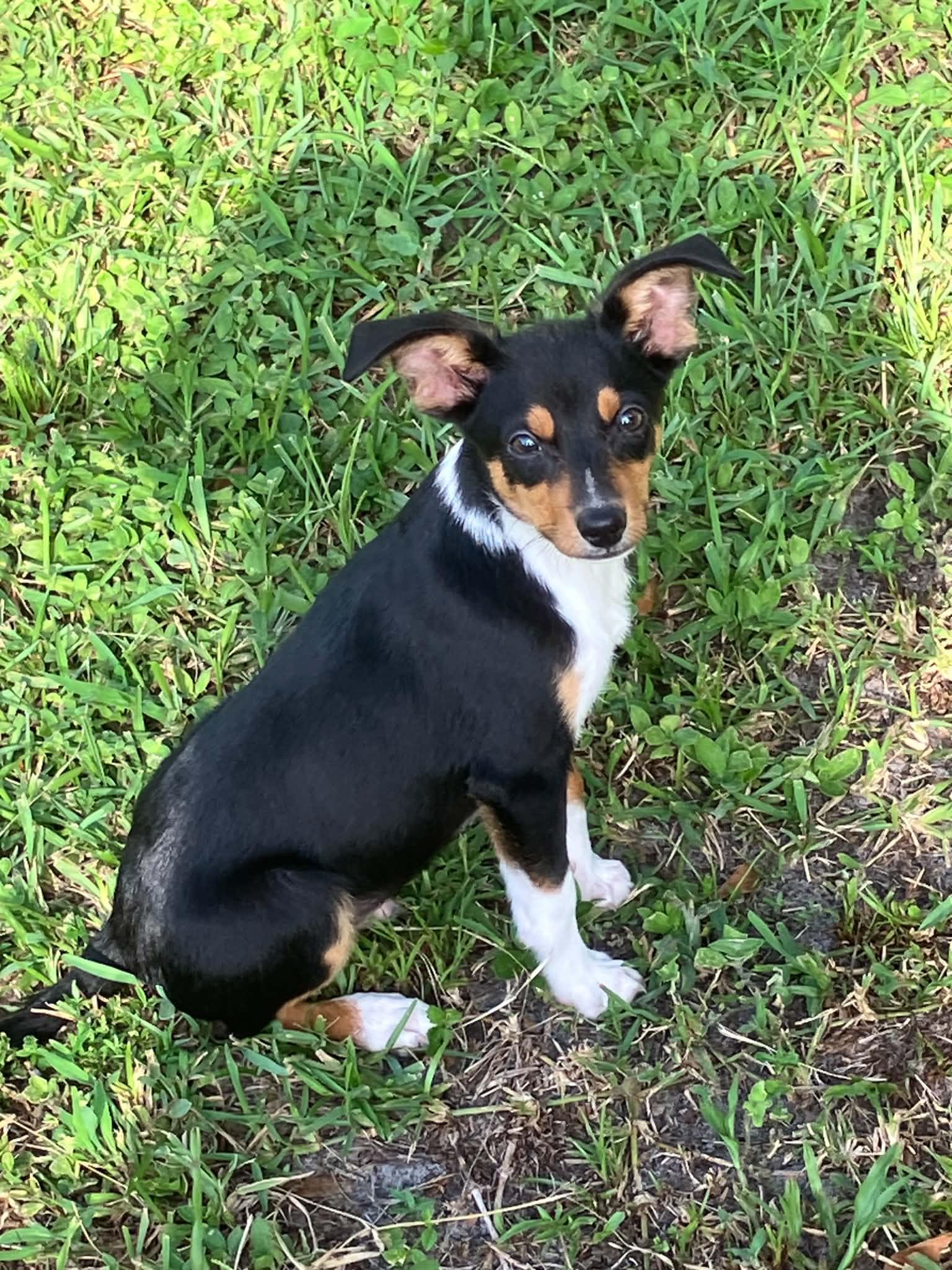 Enlarge Paulie, a ADOPTABLE mixed breed in Tampa, FL image 2/2