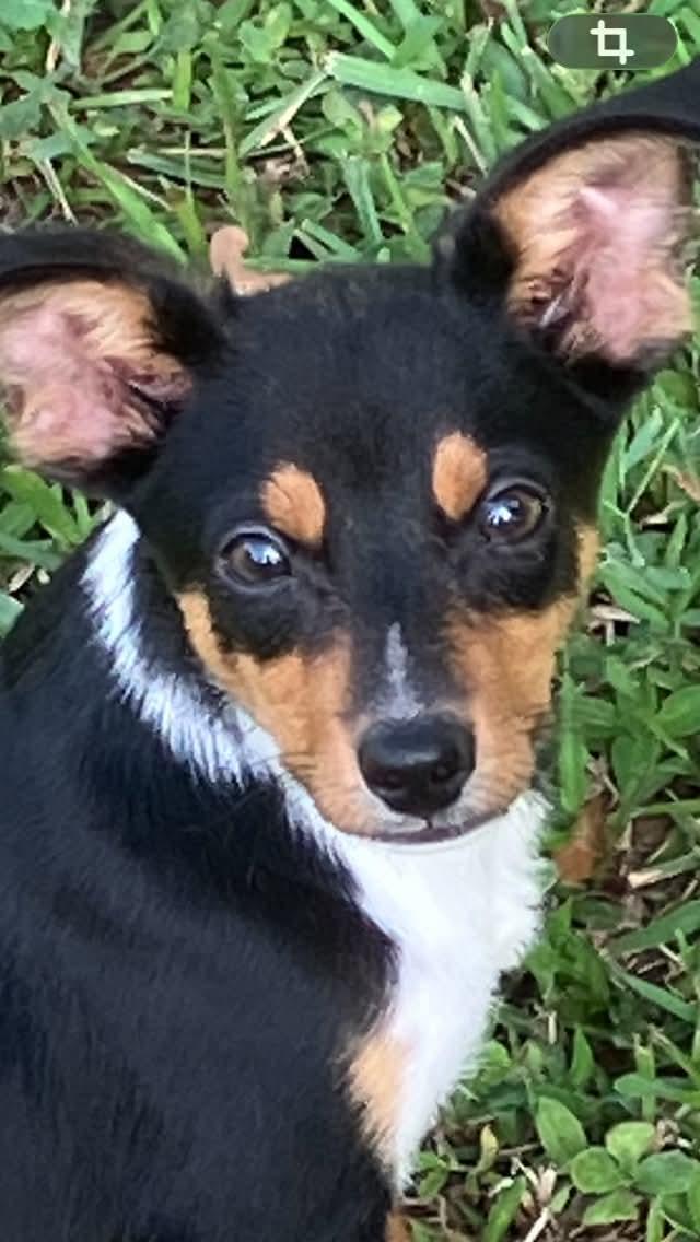 Paulie, ADOPTABLE, Puppy Male Rat Terrier.