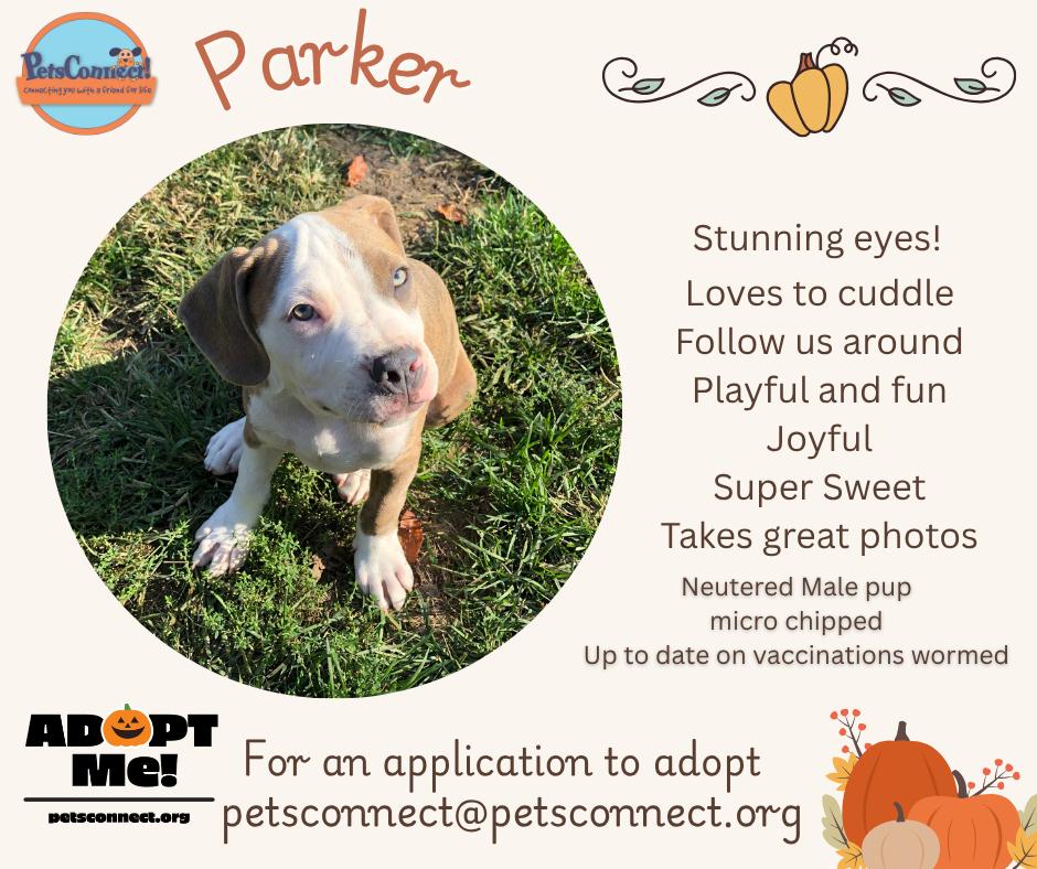 Enlarge Parker, a Adopted mixed breed in South Bend, IN image 1/6