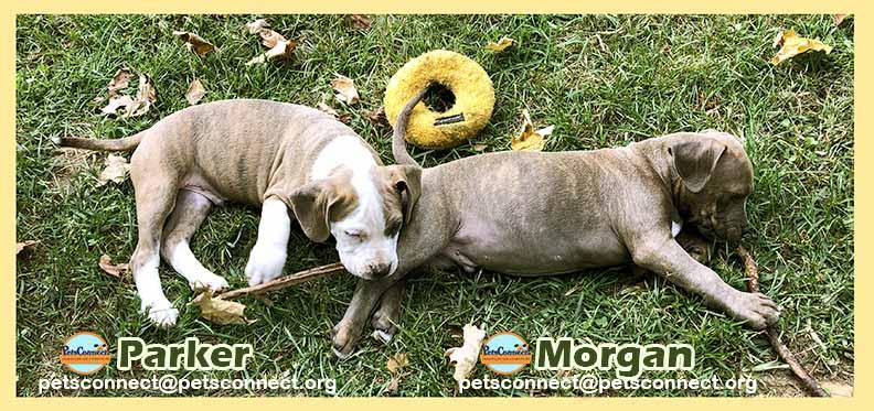 Enlarge Parker, a Adopted mixed breed in South Bend, IN image 6/6