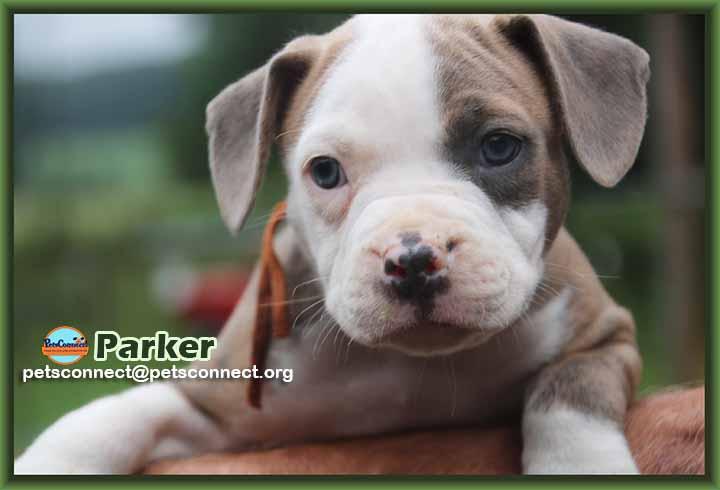 Enlarge Parker, a Adopted mixed breed in South Bend, IN image 3/6
