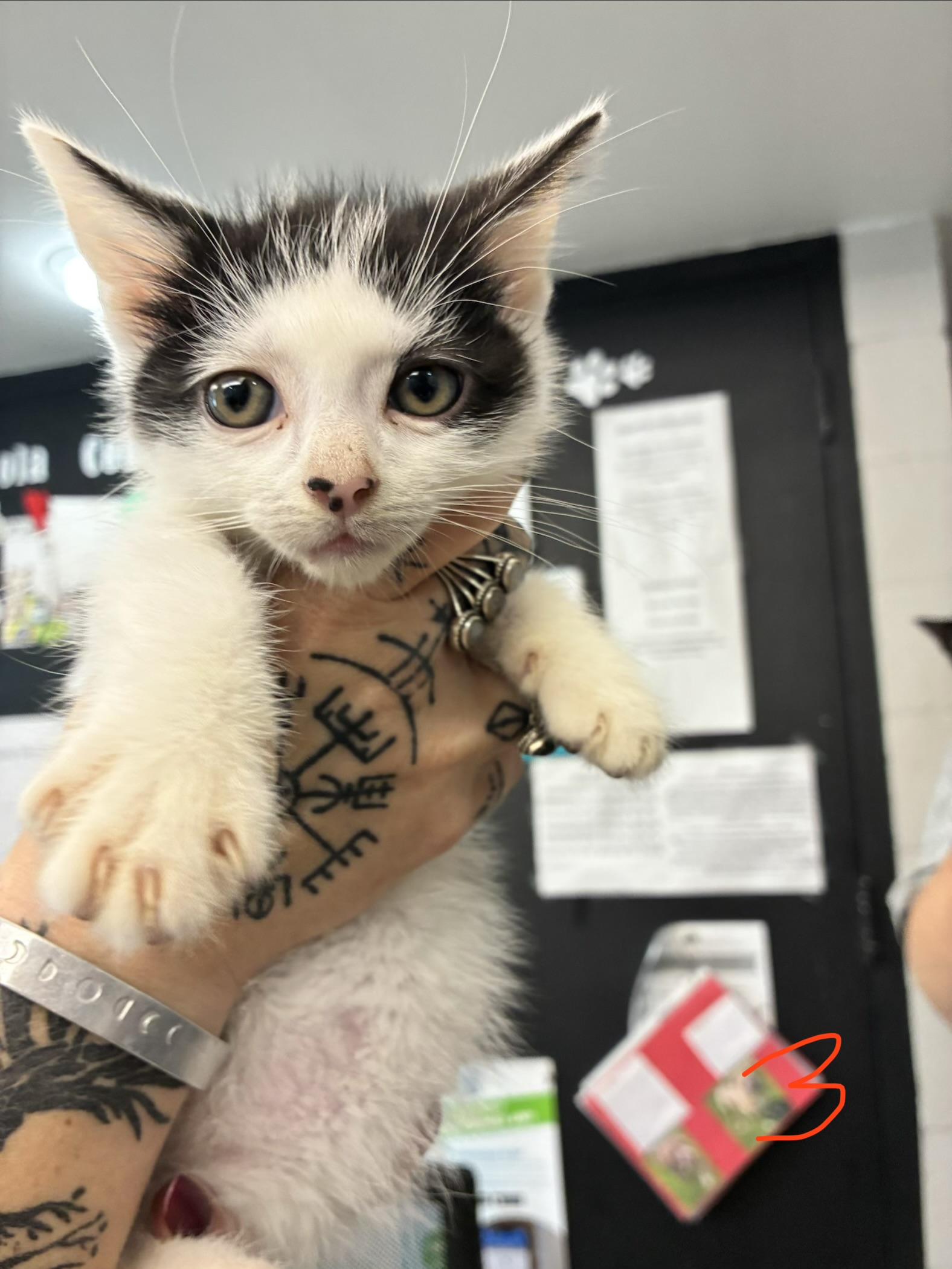 Mel, ADOPTABLE, Kitten Female Domestic Short Hair.