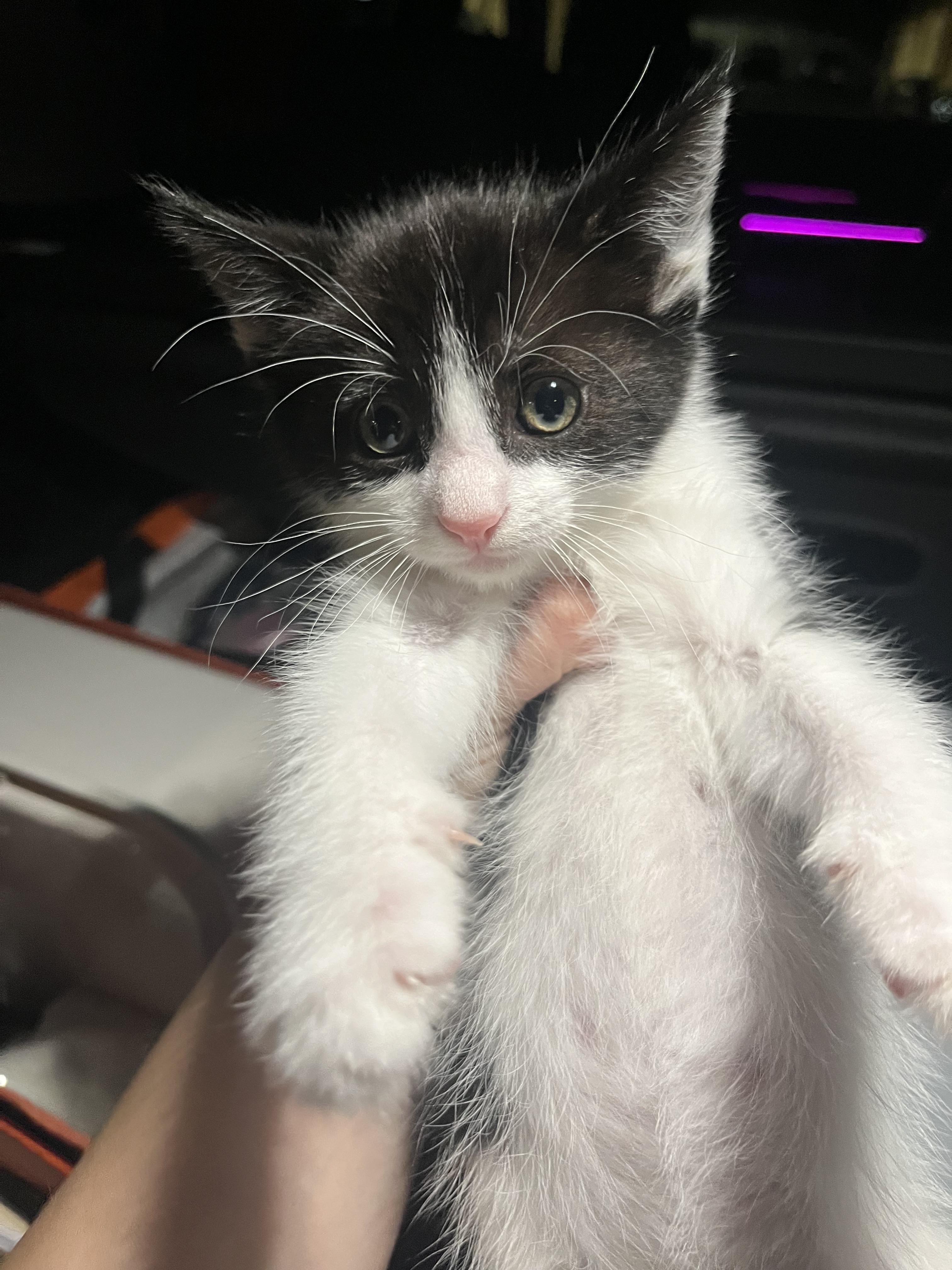 Enlarge Furrocious , a ADOPTABLE Domestic Short Hair in Santa Ana, CA image 4/5