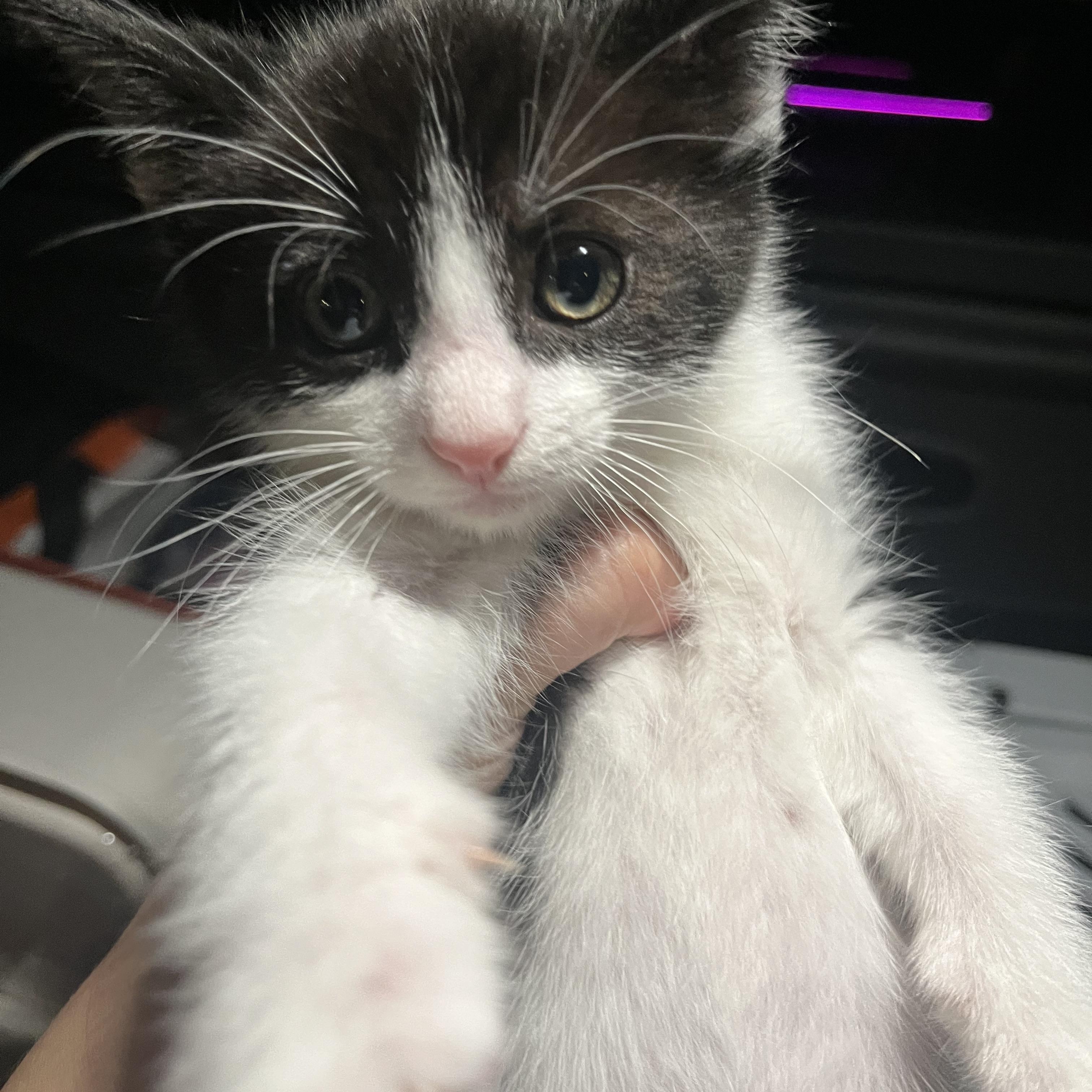 Enlarge Furrocious , a ADOPTABLE Domestic Short Hair in Santa Ana, CA image 5/5