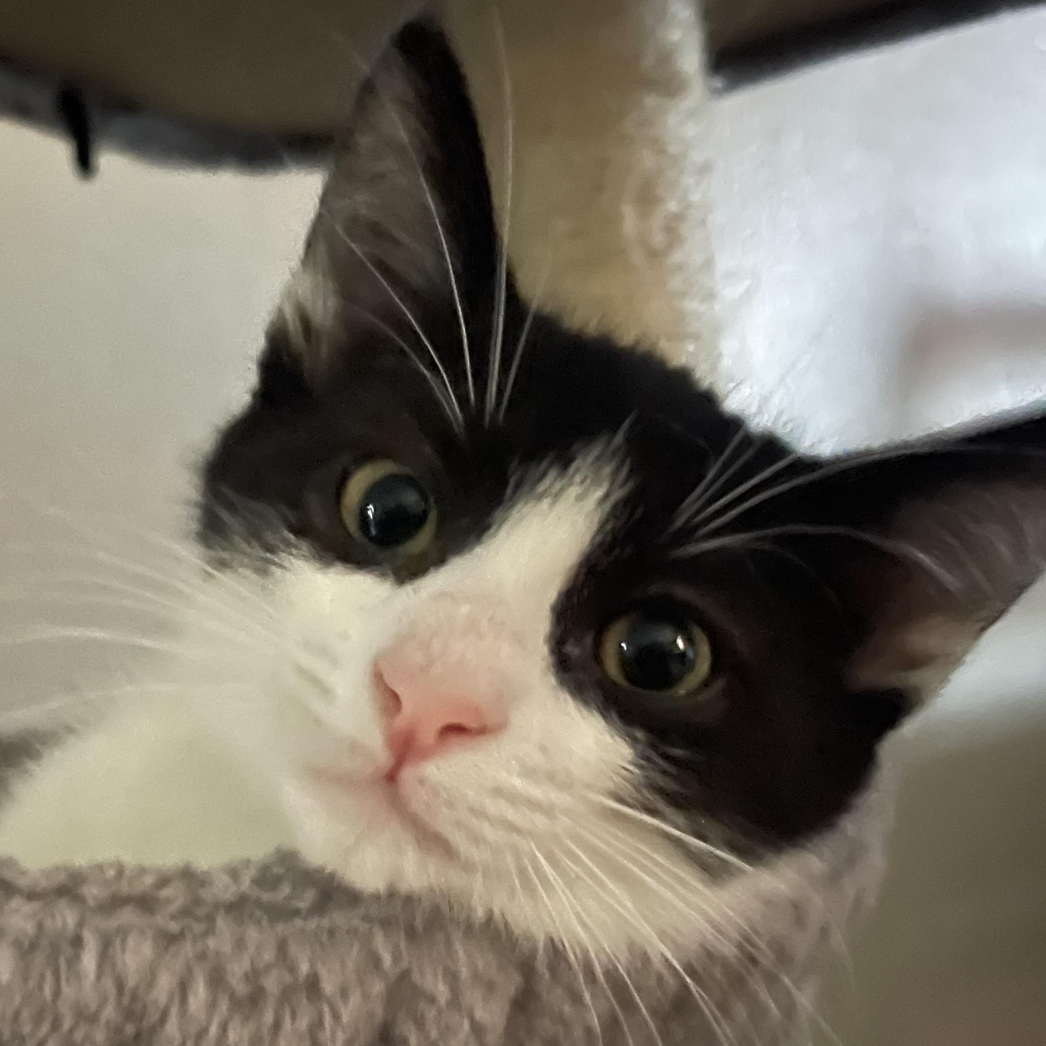 Enlarge Furrocious , a ADOPTABLE Domestic Short Hair in Santa Ana, CA image 1/5