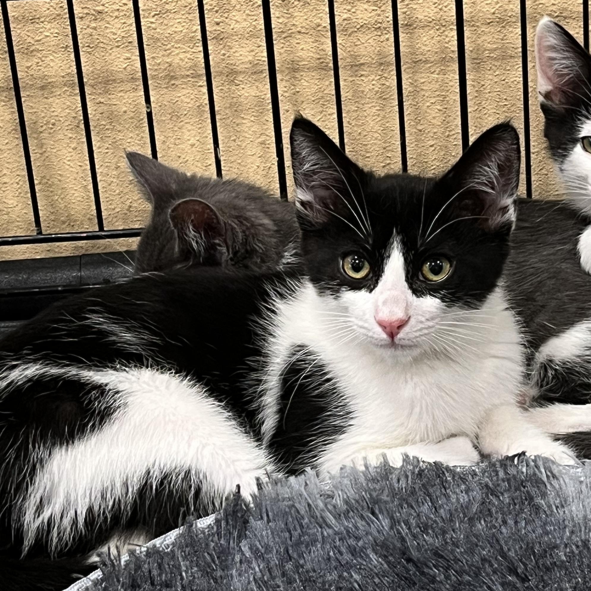 Enlarge Furrocious , a ADOPTABLE Domestic Short Hair in Santa Ana, CA image 2/5