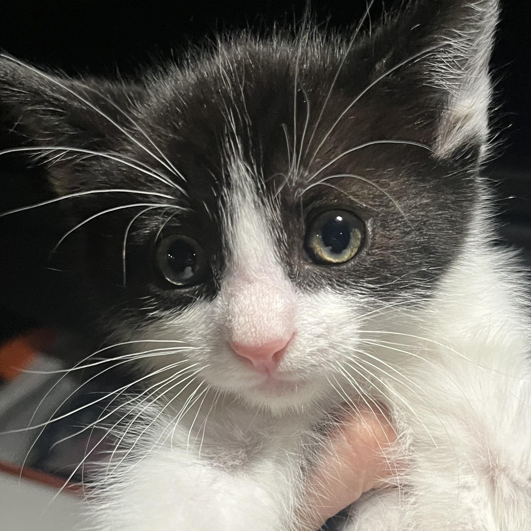 Enlarge Furrocious , a ADOPTABLE Domestic Short Hair in Santa Ana, CA image 3/5