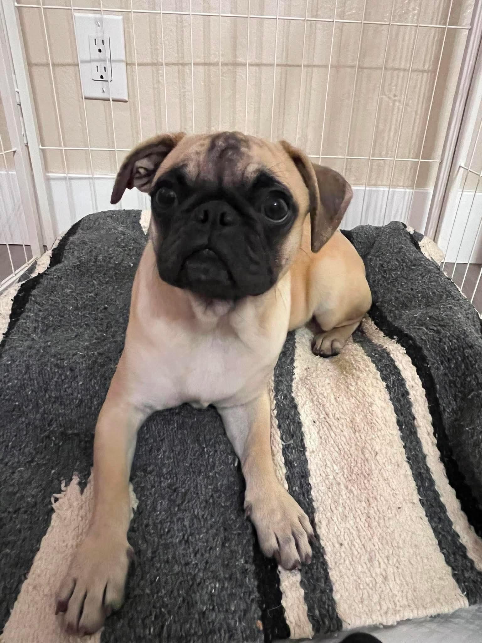 Enlarge Otis, a Adopted mixed breed in Lodi, CA image 1/3