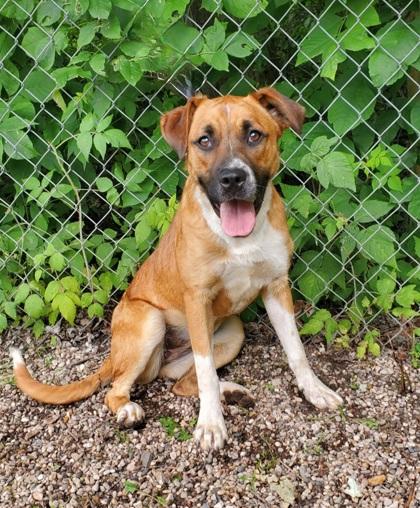 Starla (6668), an adoptable Labrador Retriever in Lake City, MI, 49651 | Photo Image 1