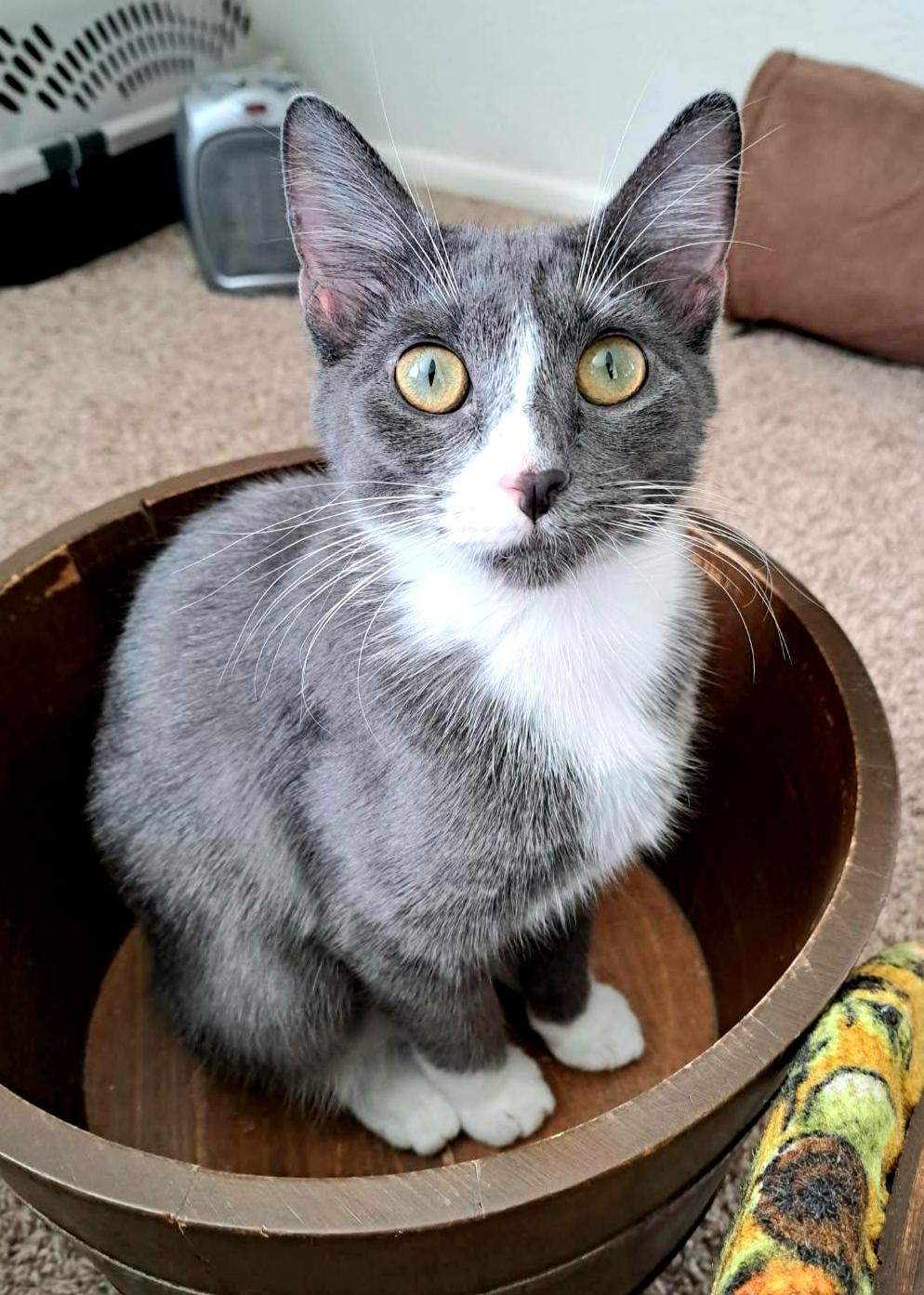 Enlarge Millie, a Adoptable mixed breed in Buhl, ID image 1/6