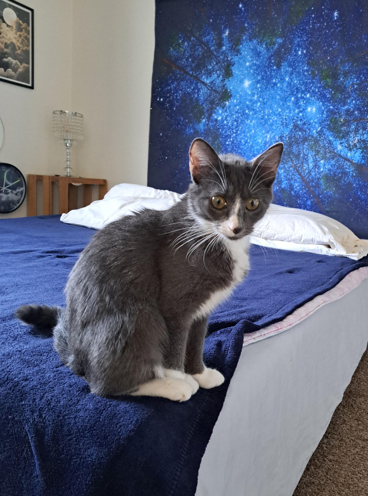 Enlarge Millie, a Adoptable mixed breed in Buhl, ID image 2/6