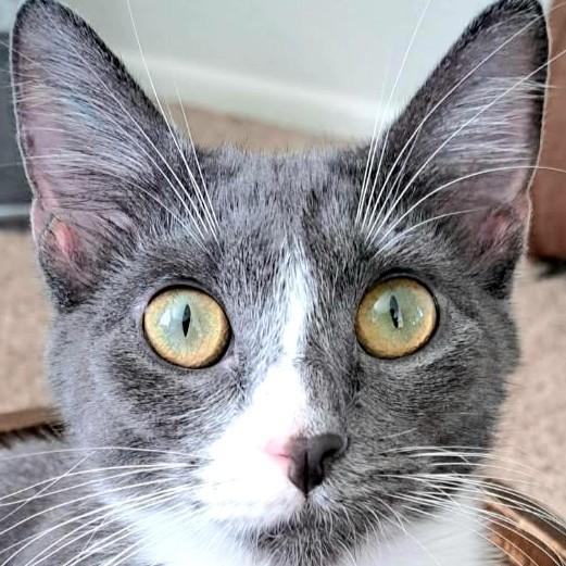 Enlarge Millie, a Adoptable mixed breed in Buhl, ID image 3/6