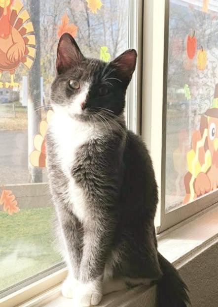 Enlarge Millie, a Adoptable mixed breed in Buhl, ID image 4/6