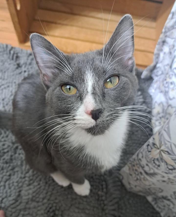 Enlarge Millie, a Adoptable mixed breed in Buhl, ID image 5/6