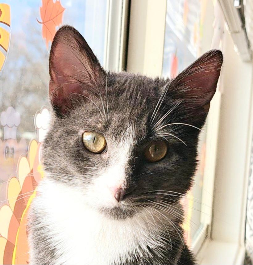 Enlarge Millie, a Adoptable mixed breed in Buhl, ID image 6/6