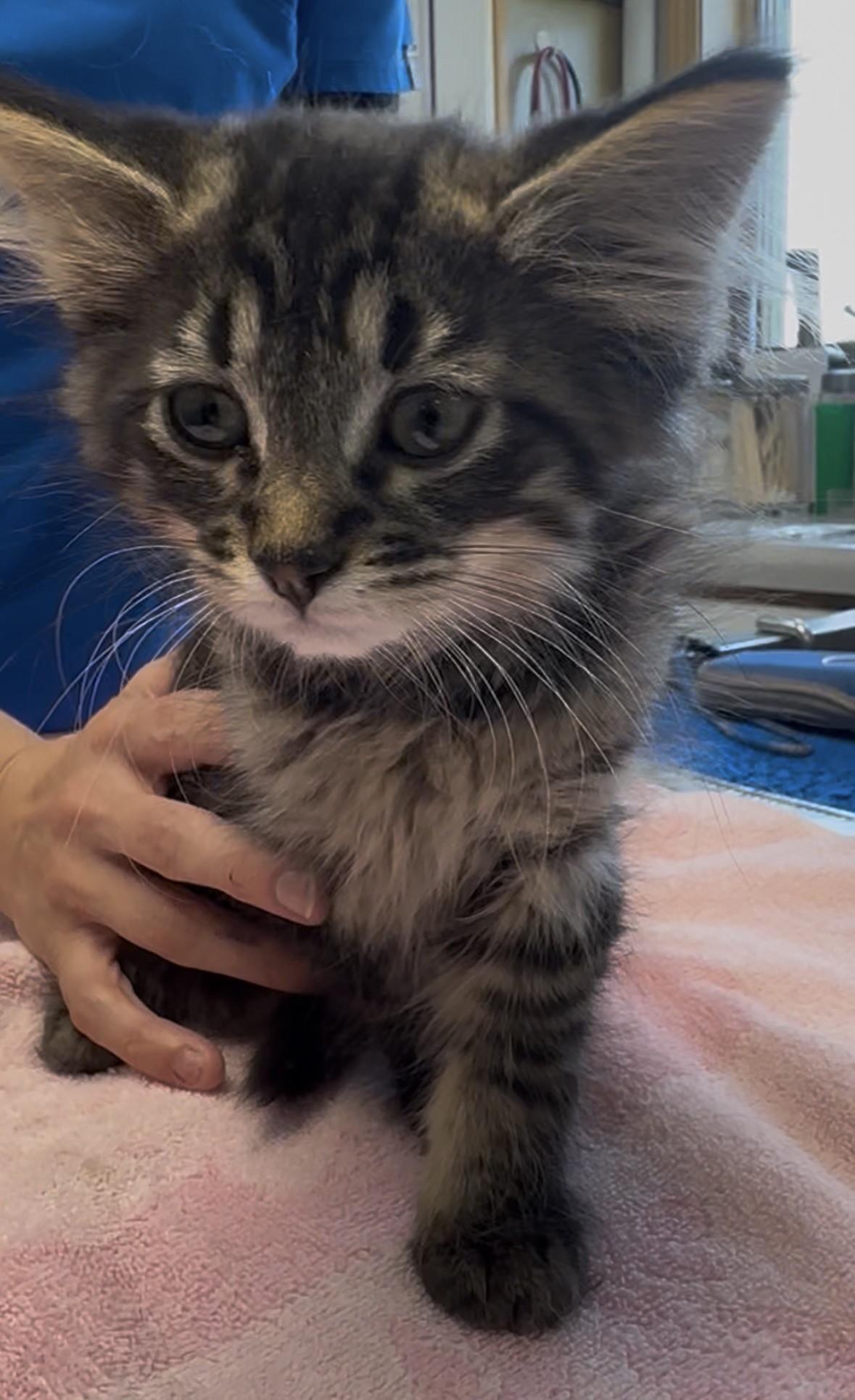 Romeo, Adoptable, Kitten Male Domestic Medium Hair.