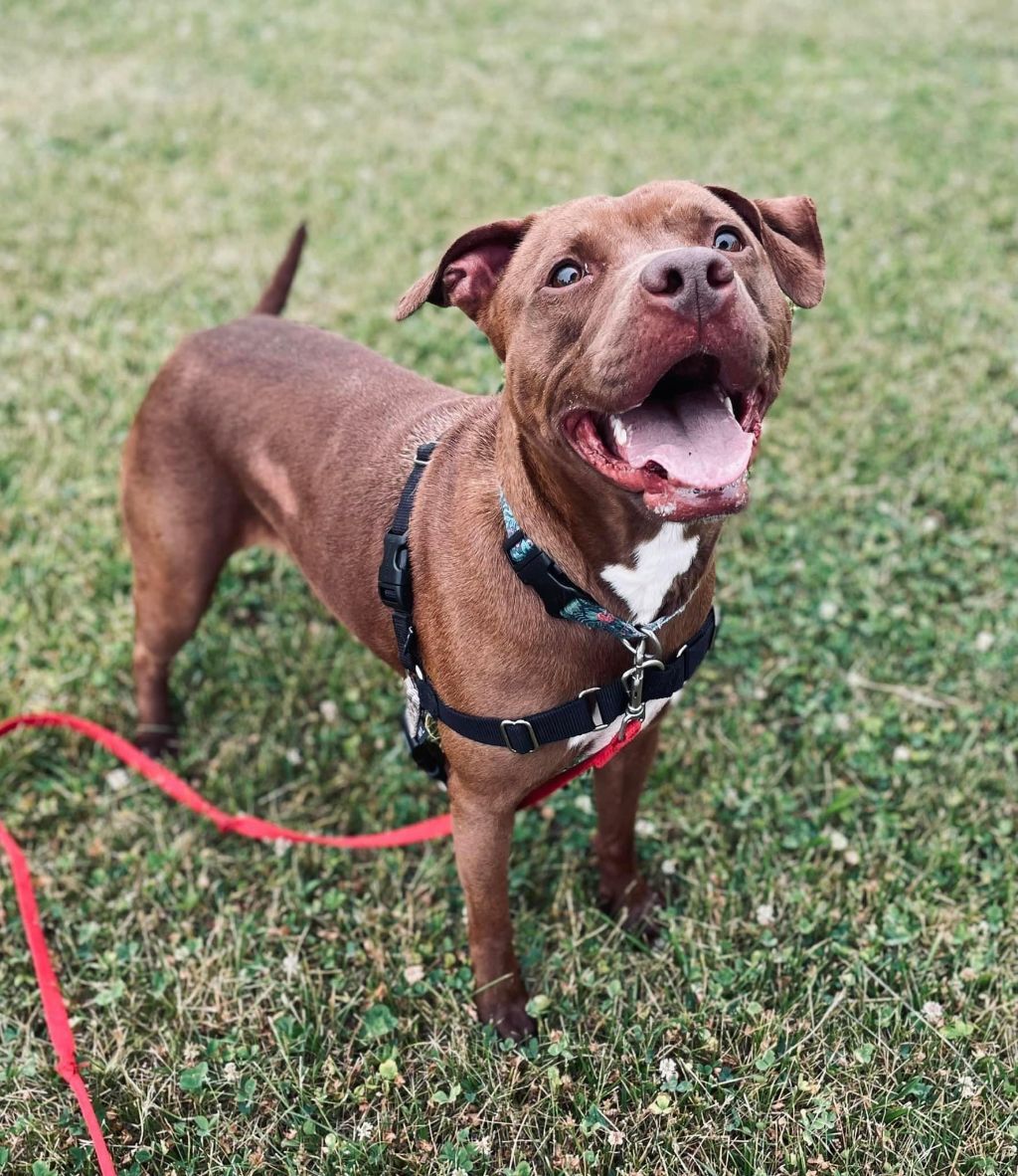 Rosie, a Adoptable mixed breed in Valparaiso, IN image 4/6