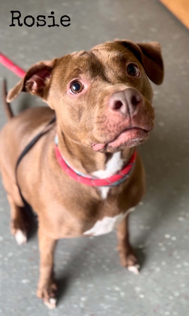 Rosie, a Adoptable mixed breed in Valparaiso, IN image 5/6