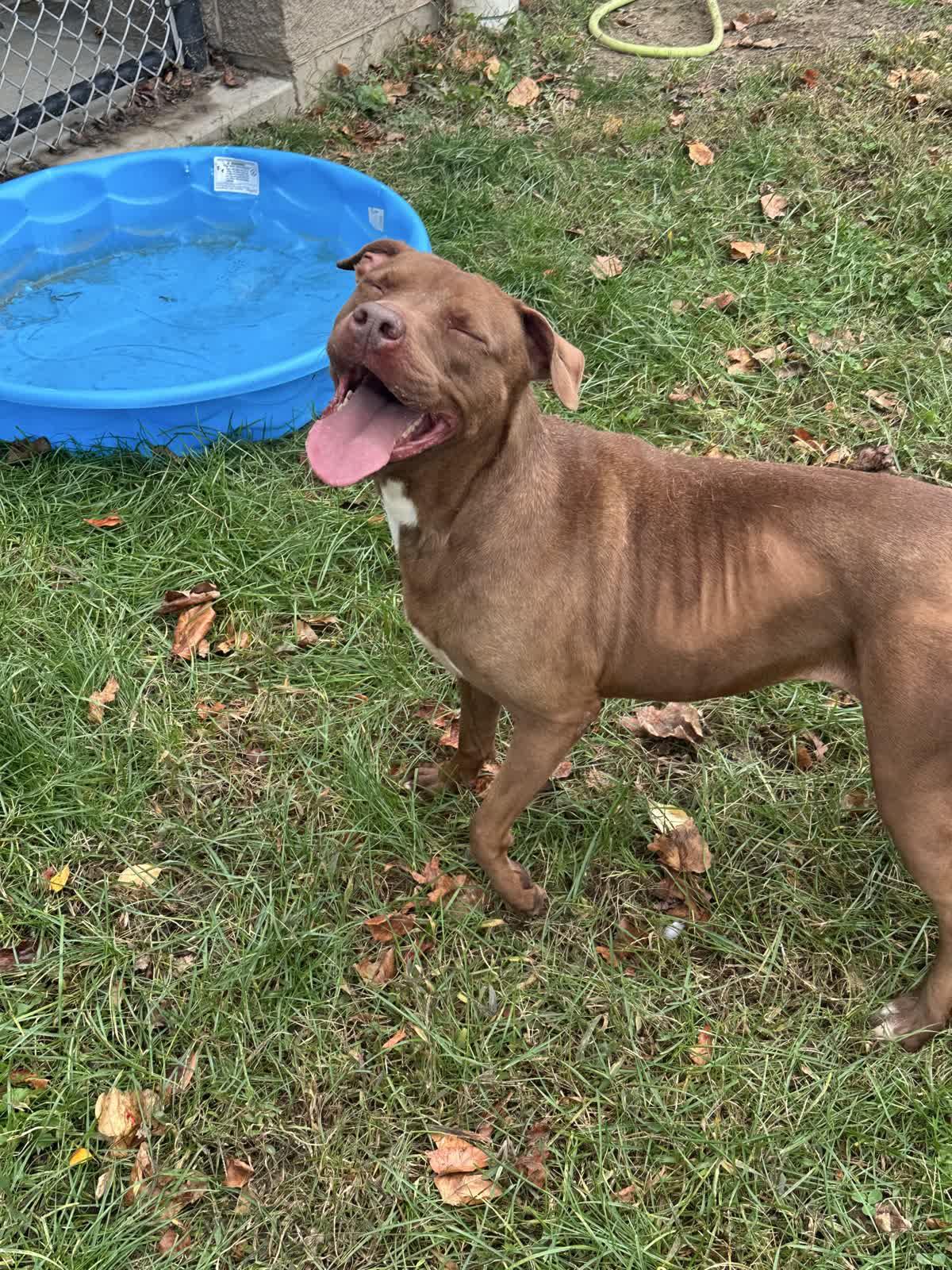 Rosie, an adoptable Pit Bull Terrier in Valparaiso, IN, 46385 | Photo Image 1