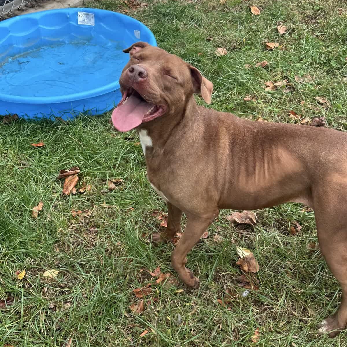 Rosie, a Adoptable mixed breed in Valparaiso, IN image 1/6
