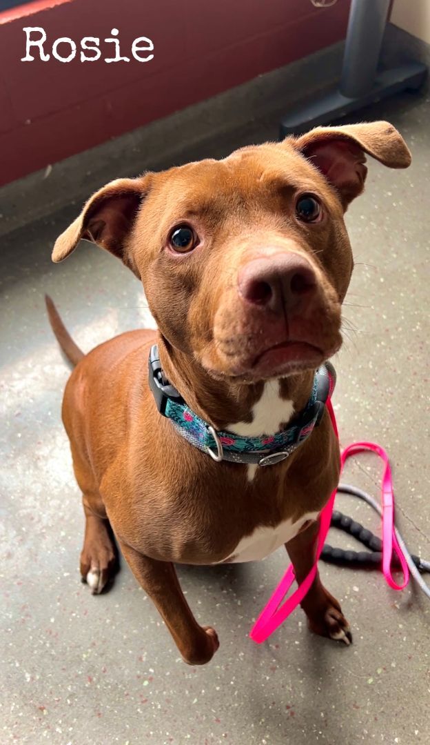 Rosie, a Adoptable mixed breed in Valparaiso, IN image 6/6