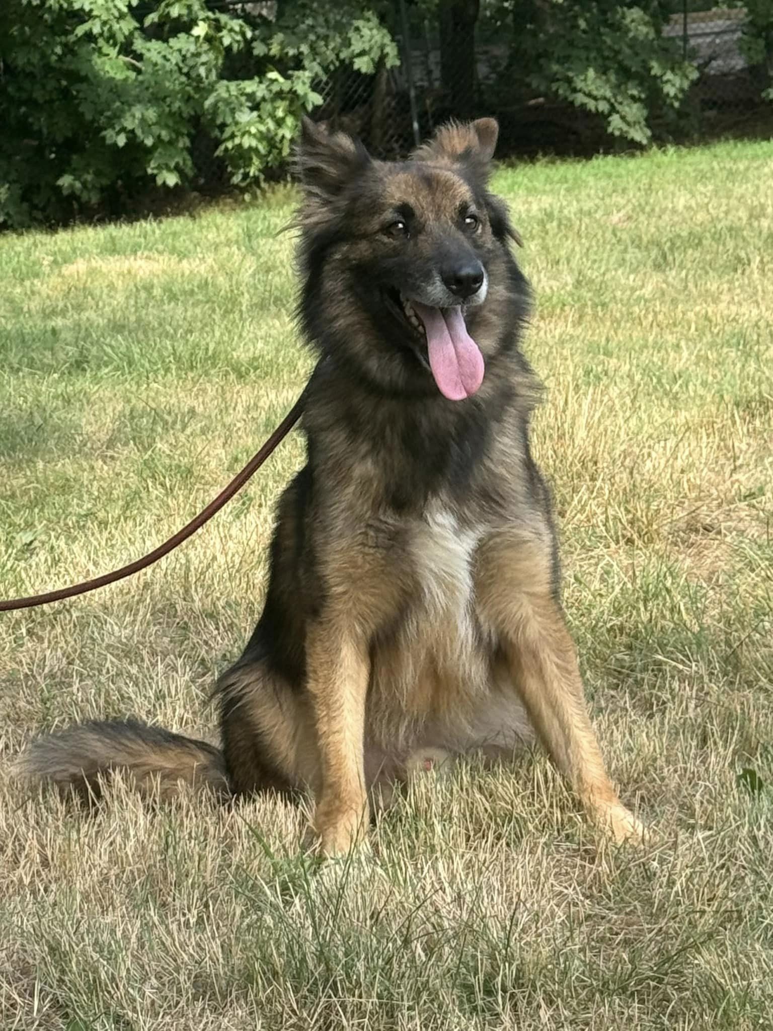 Enlarge Atrix, a Adoptable Shepherd in Old Westbury, NY image 2/6
