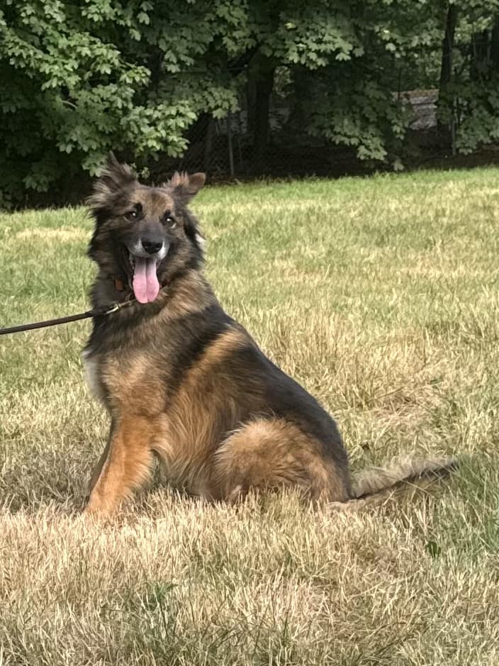 Enlarge Atrix, a Adoptable Shepherd in Old Westbury, NY image 3/6