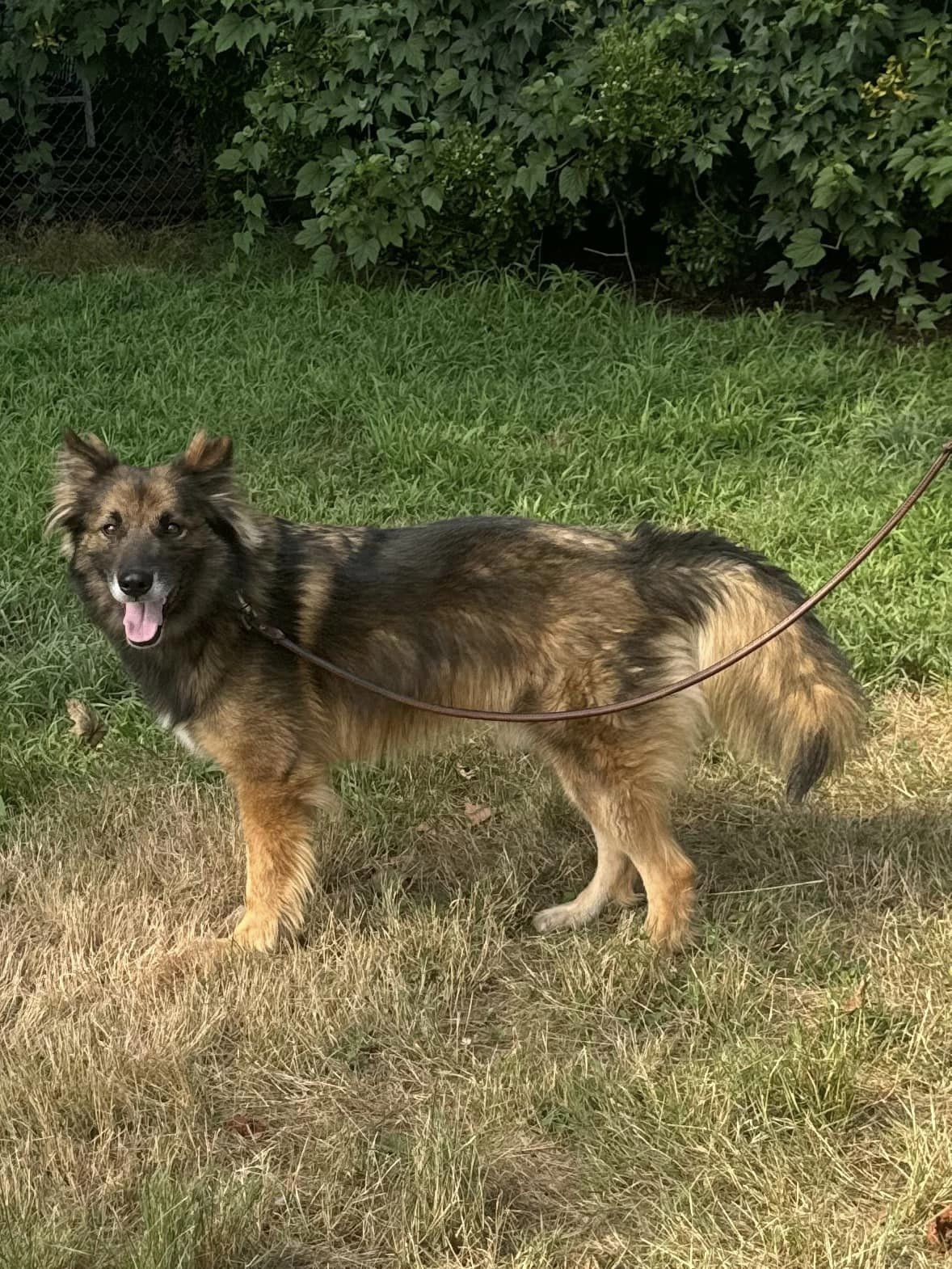 Enlarge Atrix, a Adoptable Shepherd in Old Westbury, NY image 4/6