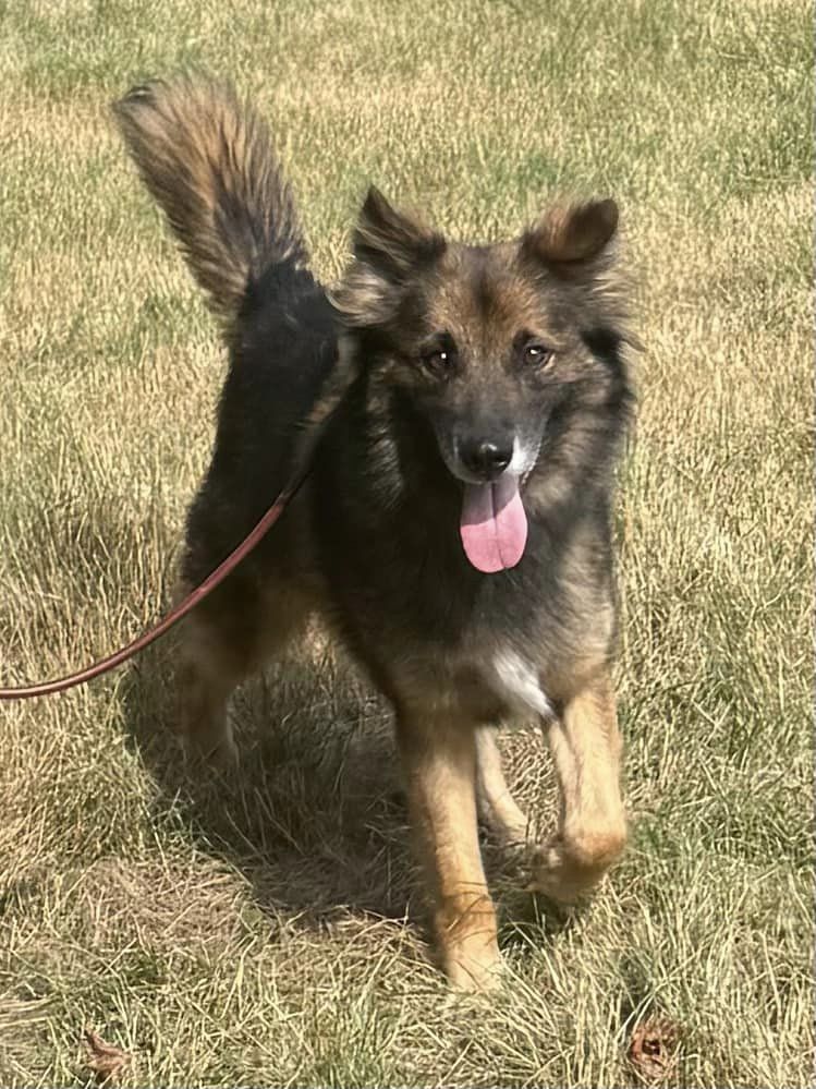 Enlarge Atrix, a Adoptable Shepherd in Old Westbury, NY image 5/6