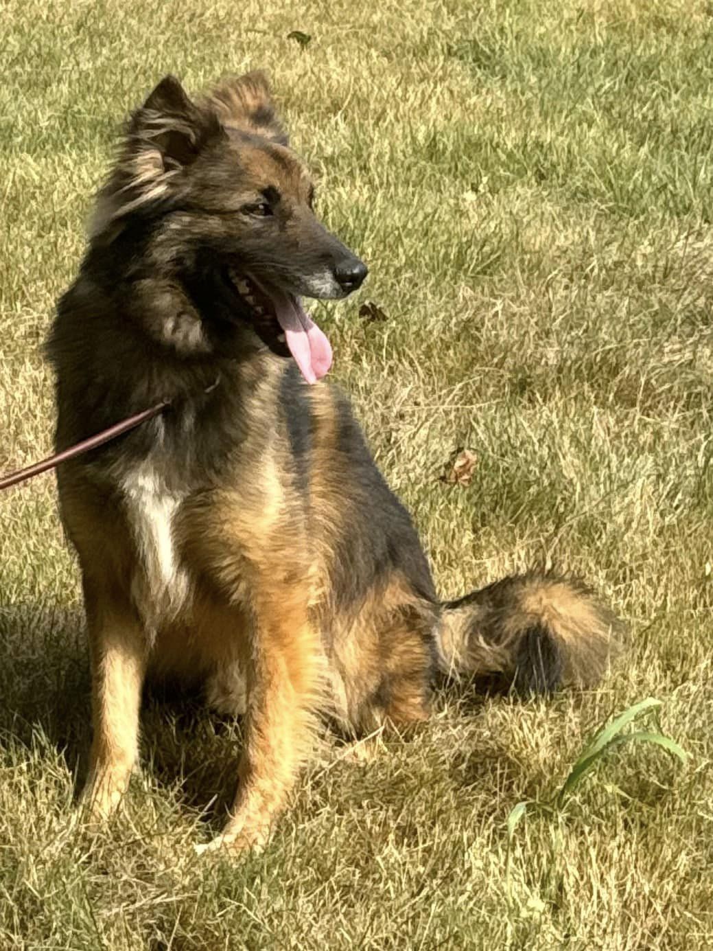 Enlarge Atrix, a Adoptable Shepherd in Old Westbury, NY image 6/6