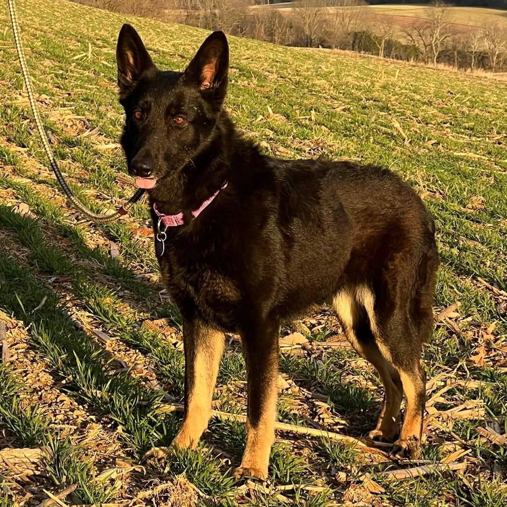 Enlarge Tia 2 (26-132), a Adoptable German Shepherd Dog in New Ringgold, PA image 1/4