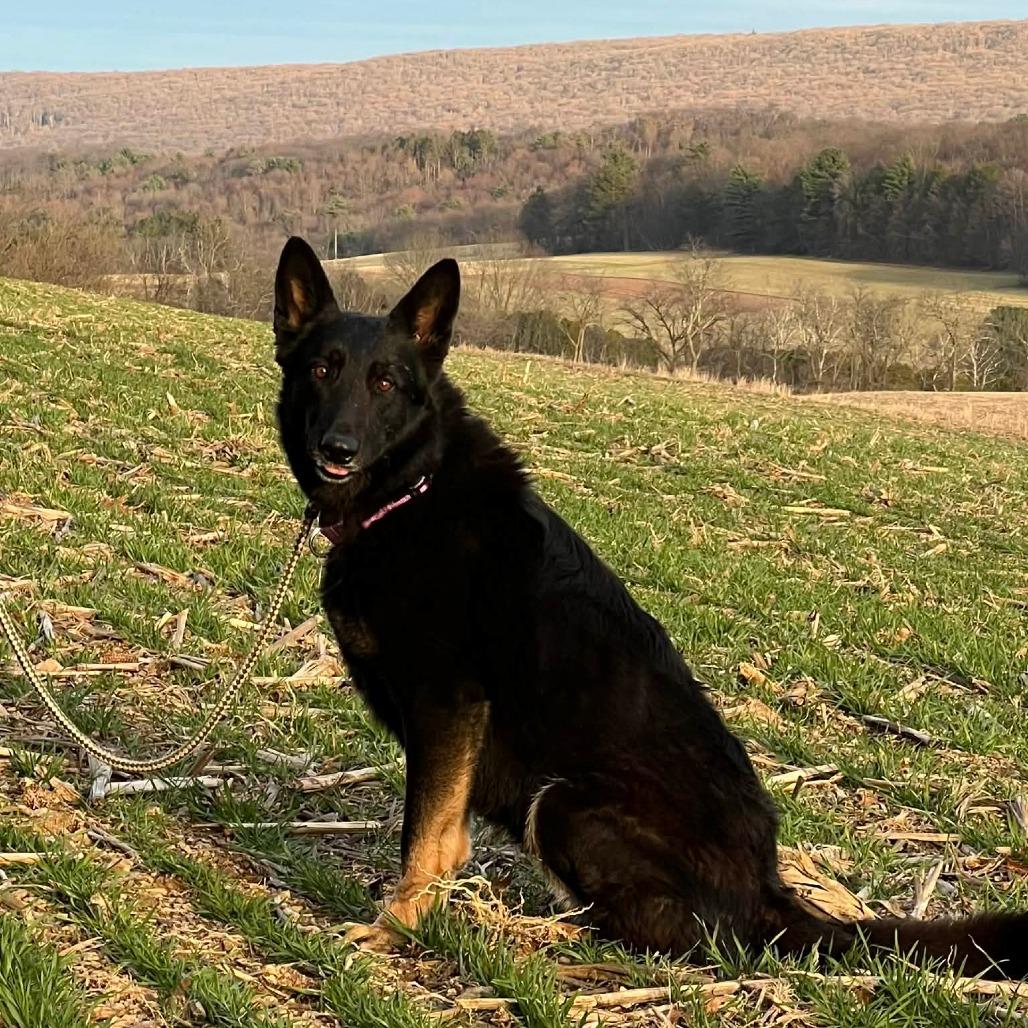Enlarge Tia 2 (26-132), a Adoptable German Shepherd Dog in New Ringgold, PA image 2/4